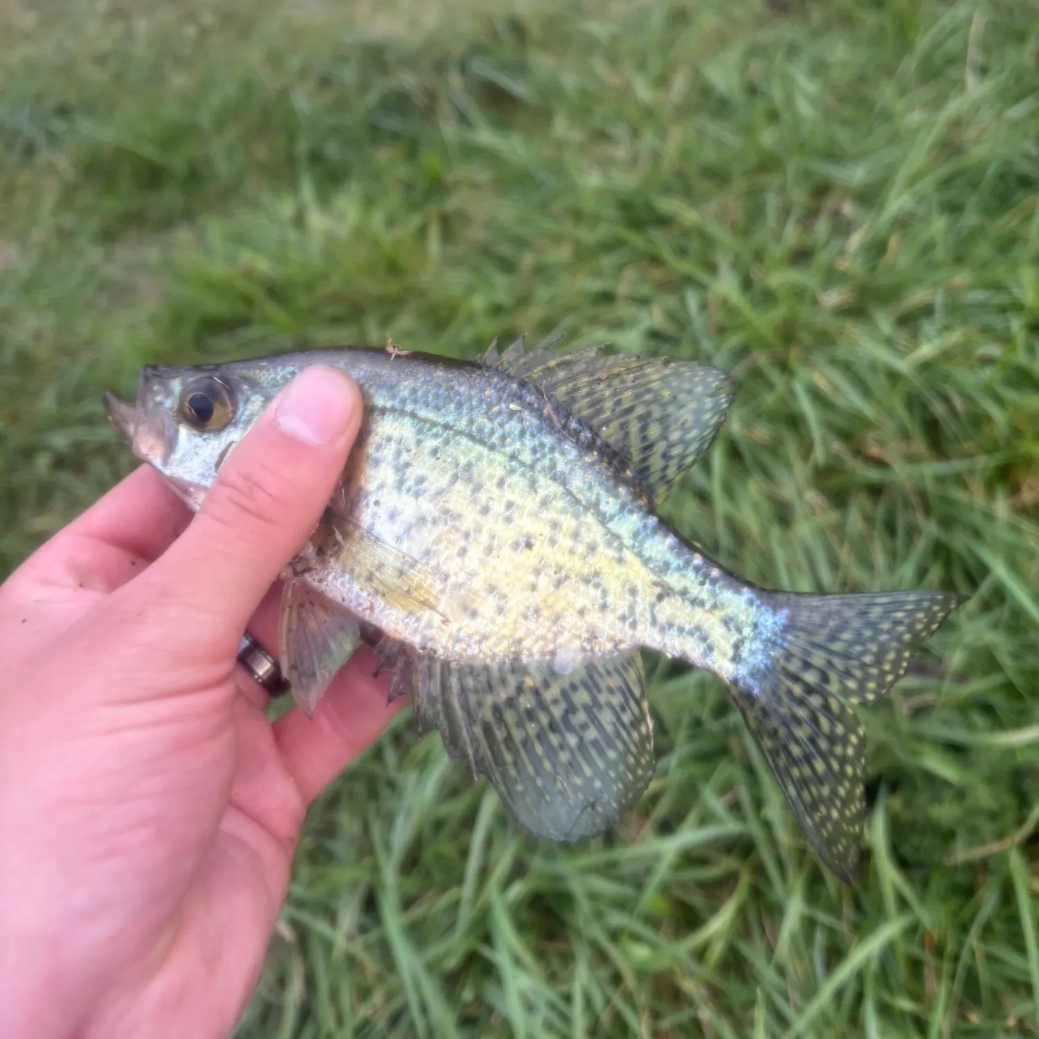 Black crappie caught on Fishbrain
