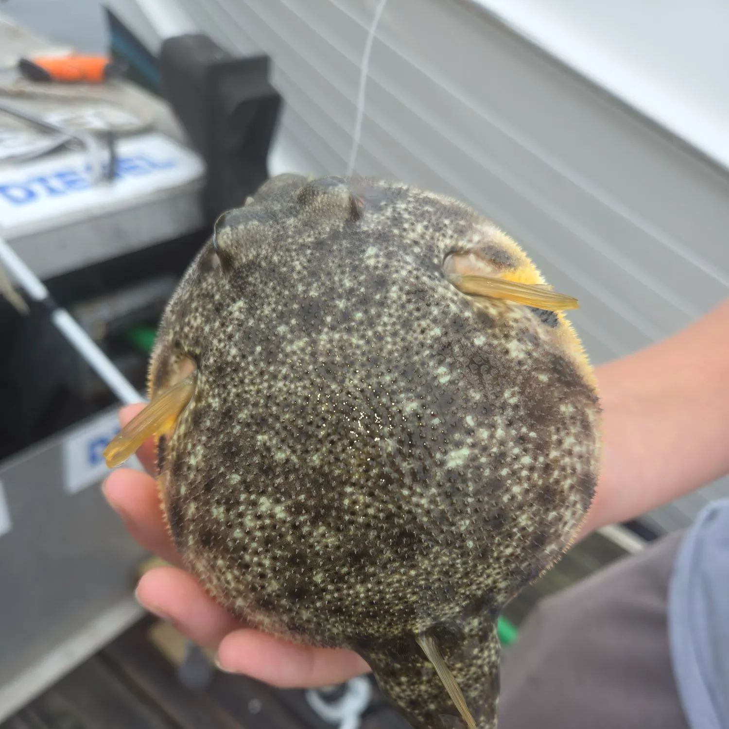 Northern puffer caught on Fishbrain
