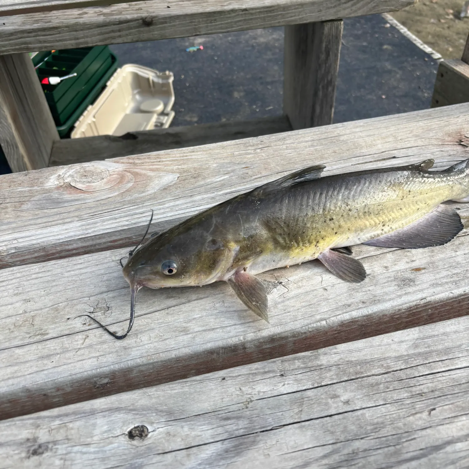 Channel catfish caught on Fishbrain