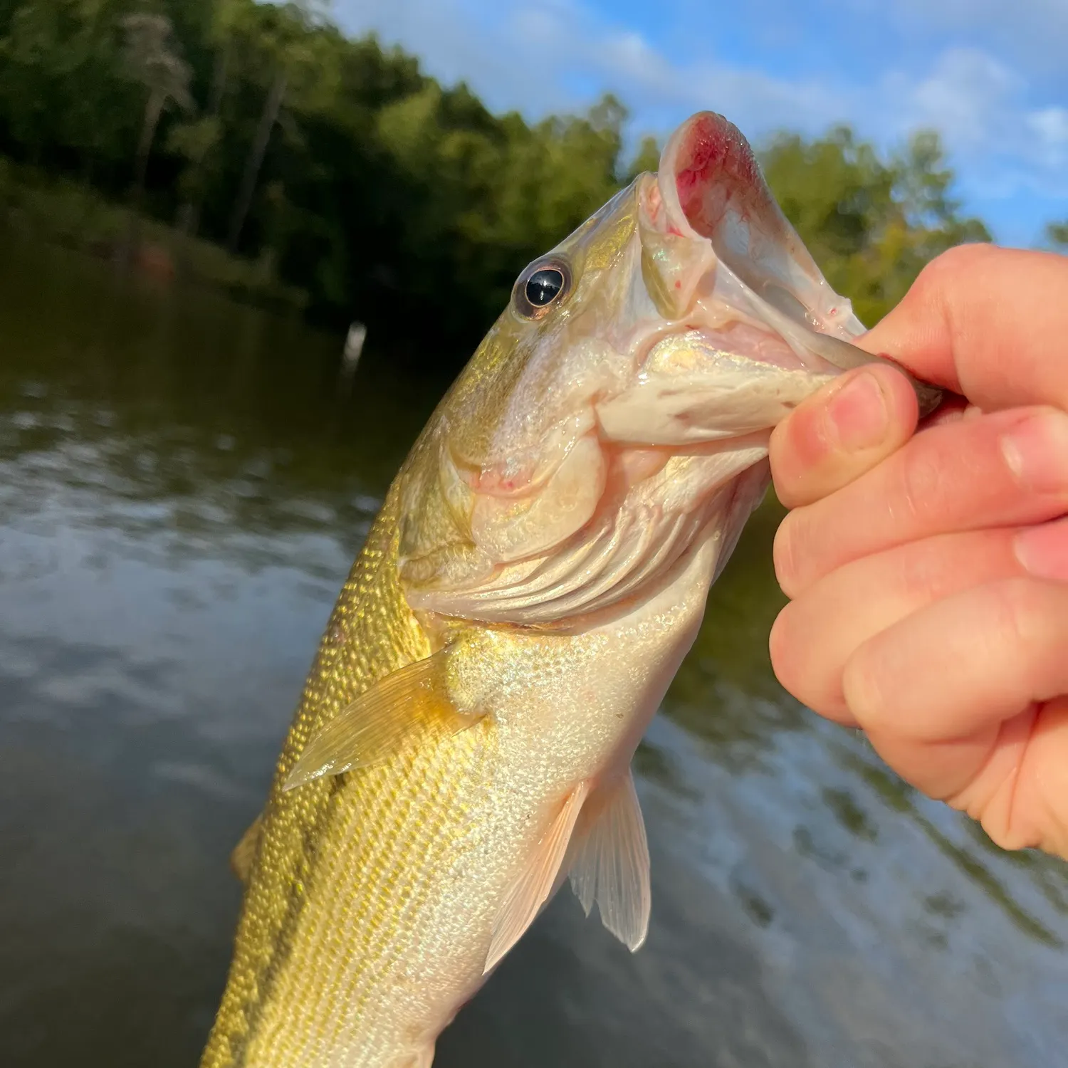 Fish caught on Fishbrain