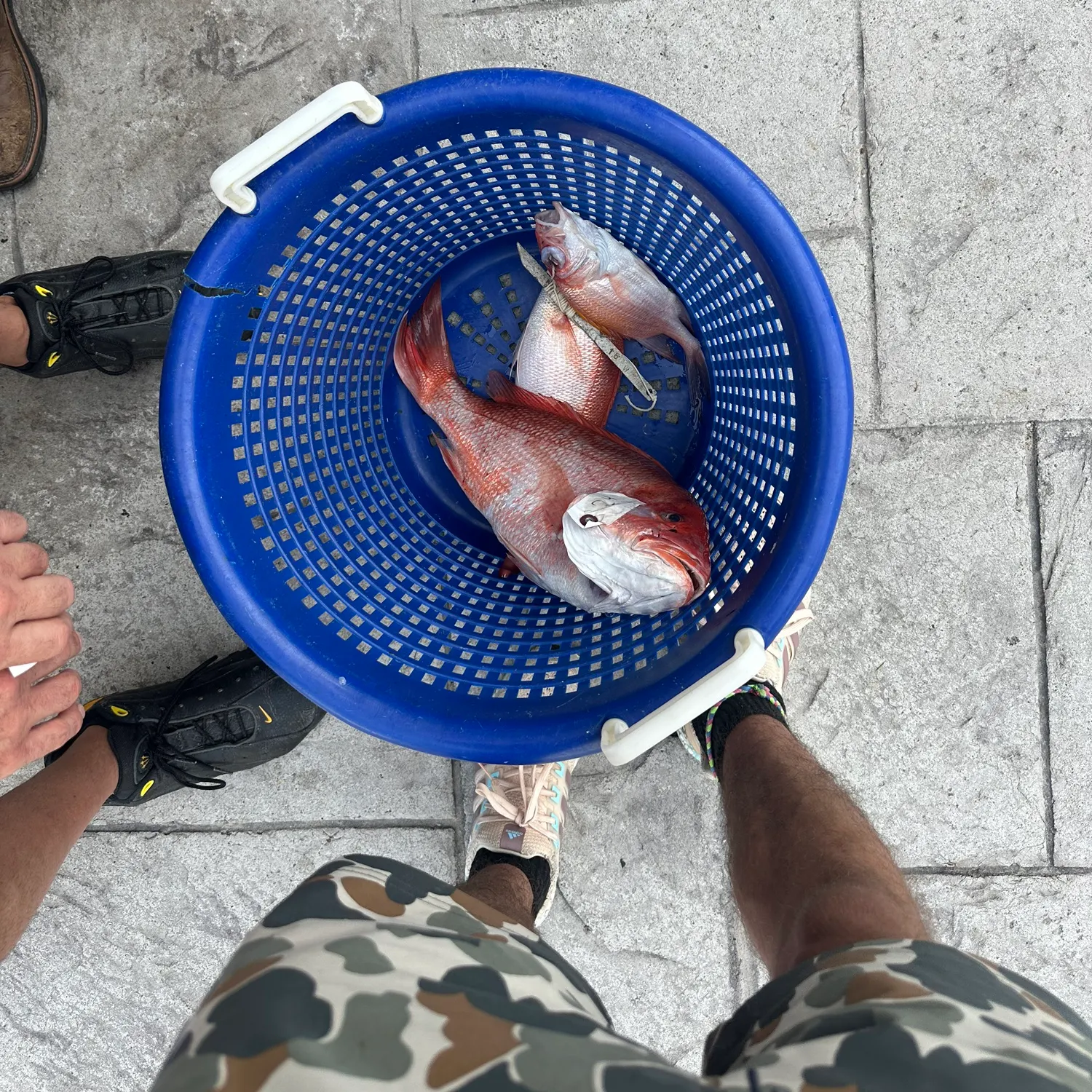 The most recent Vermilion snapper catches on Fishbrain
