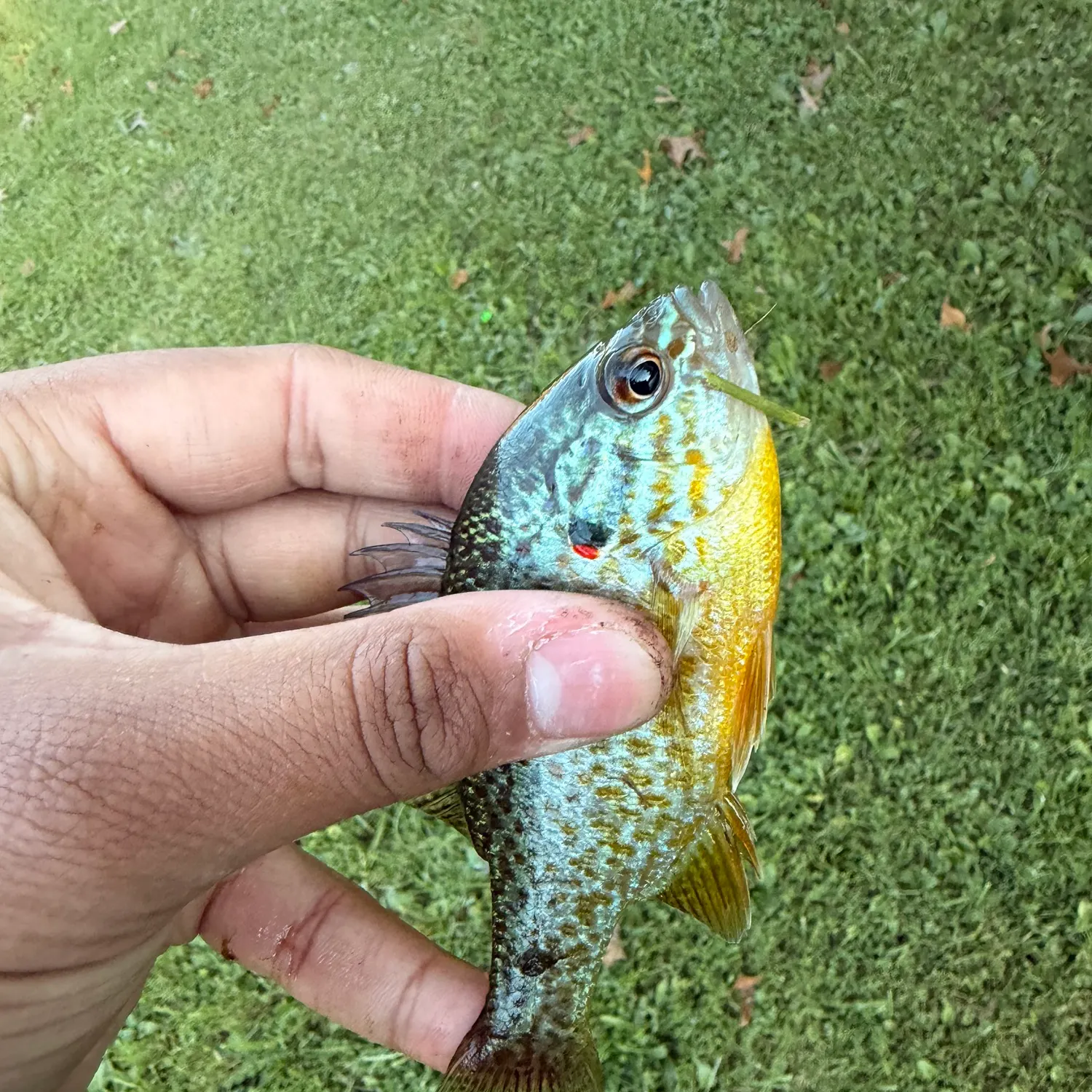 Pumpkinseed caught on Fishbrain