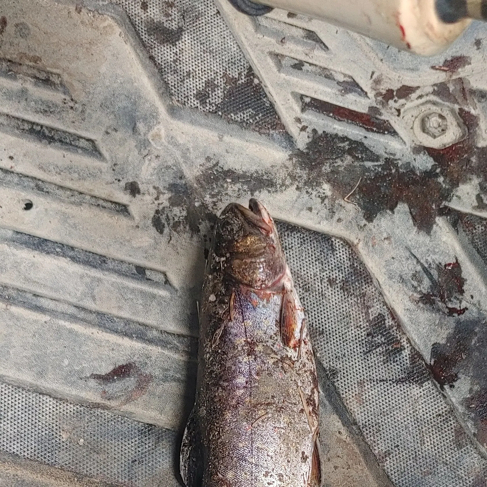 Brook trout caught on Fishbrain