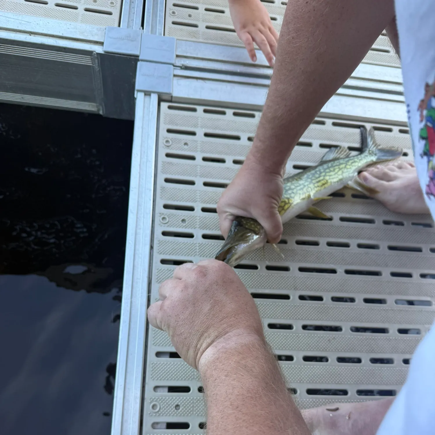 Chain pickerel caught on Fishbrain