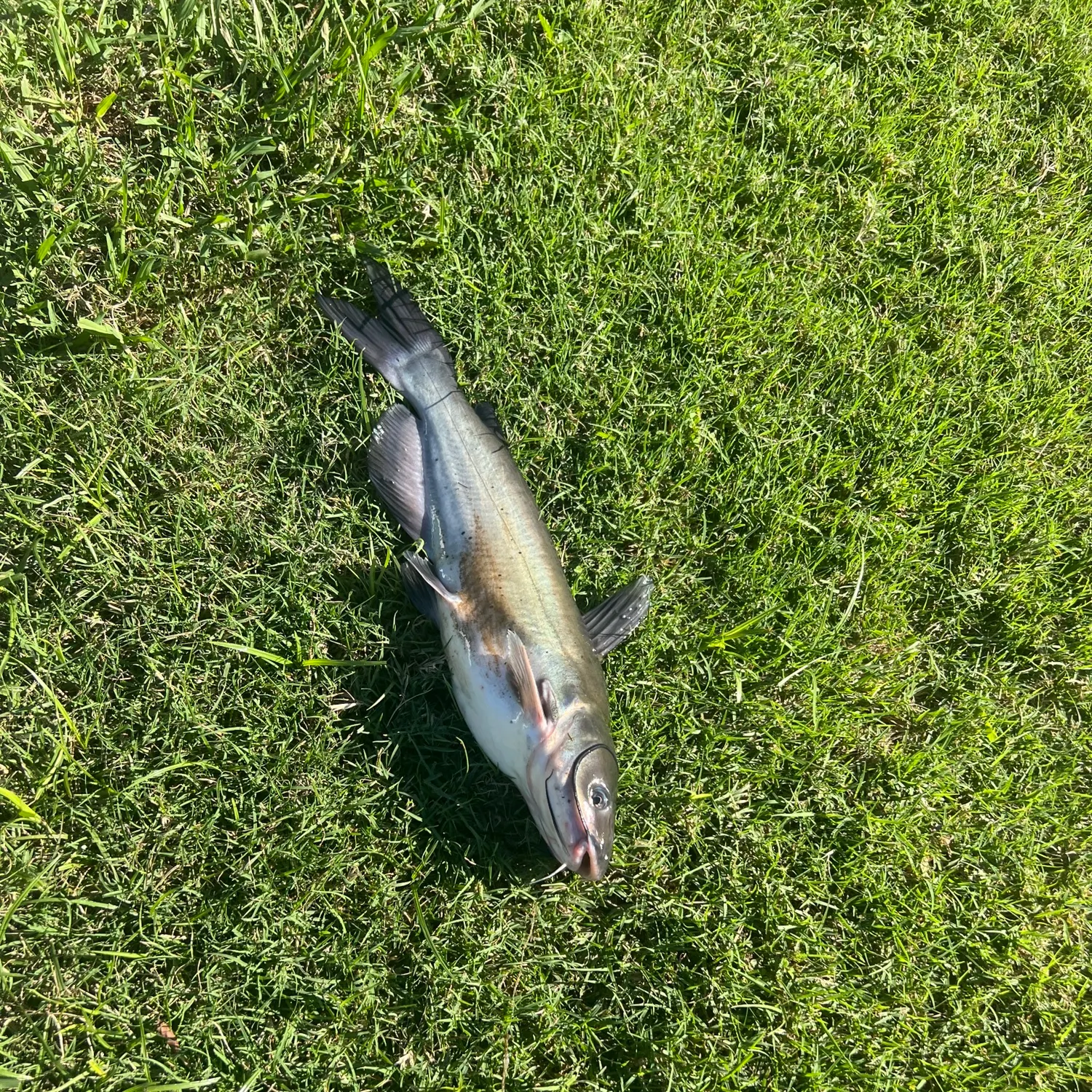 Channel catfish caught on Fishbrain