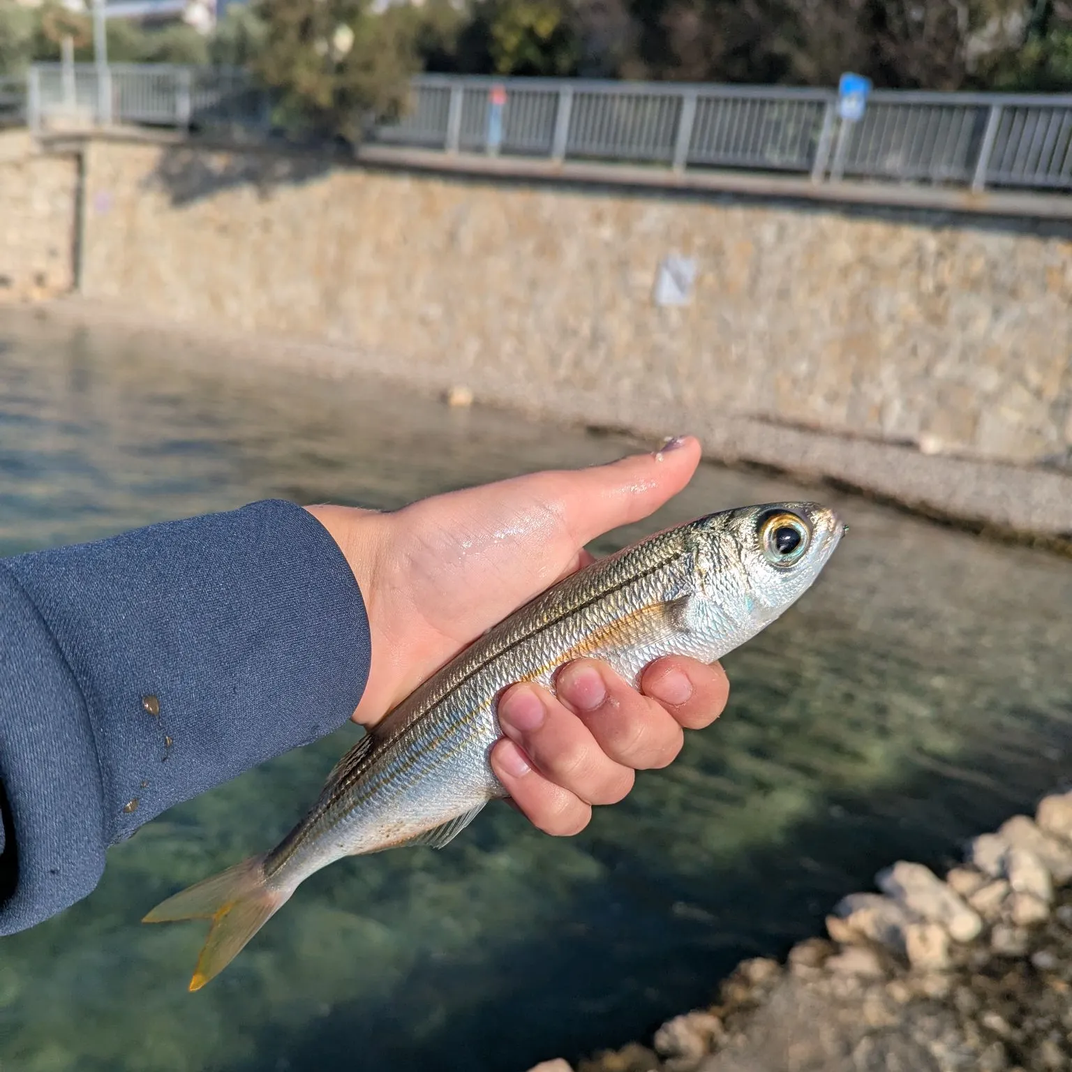 The most recent Boga catches on Fishbrain