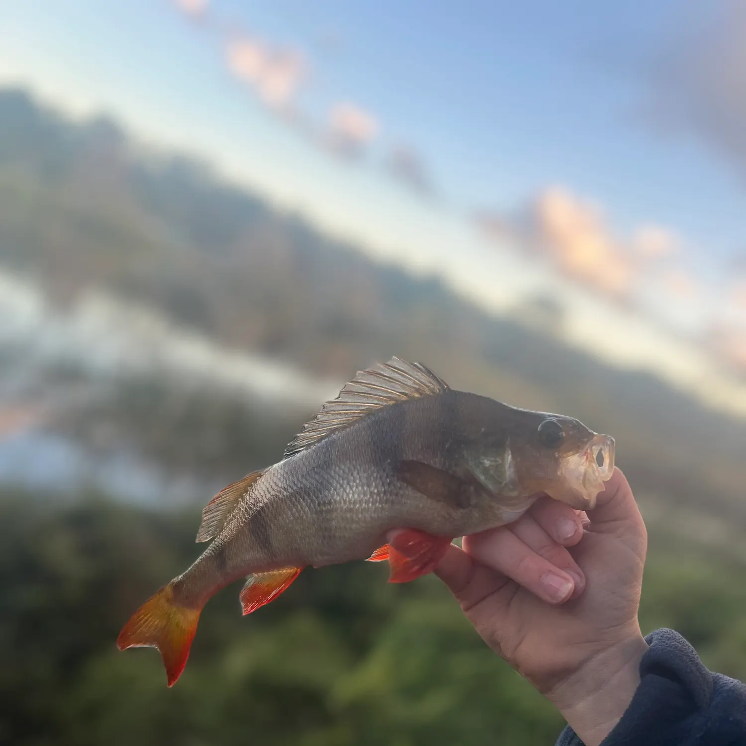 European perch caught on Fishbrain