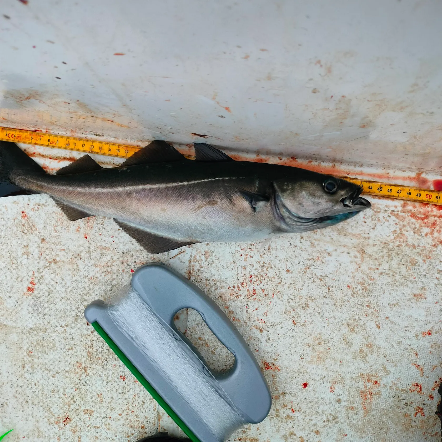 Atlantic pollock caught on Fishbrain