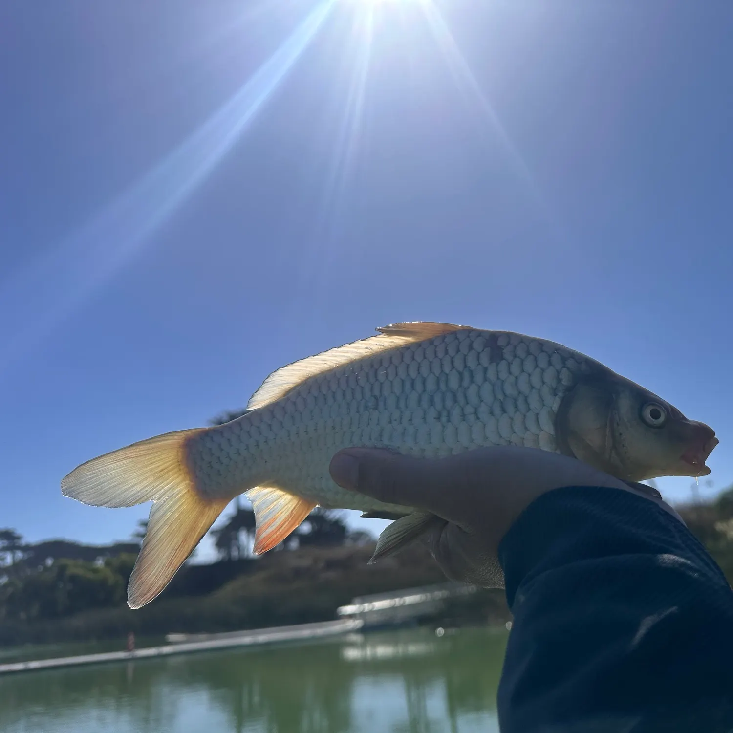 Common carp caught on Fishbrain