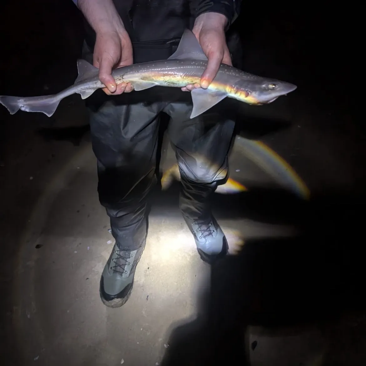 The most recent Starry smooth-hound catches on Fishbrain