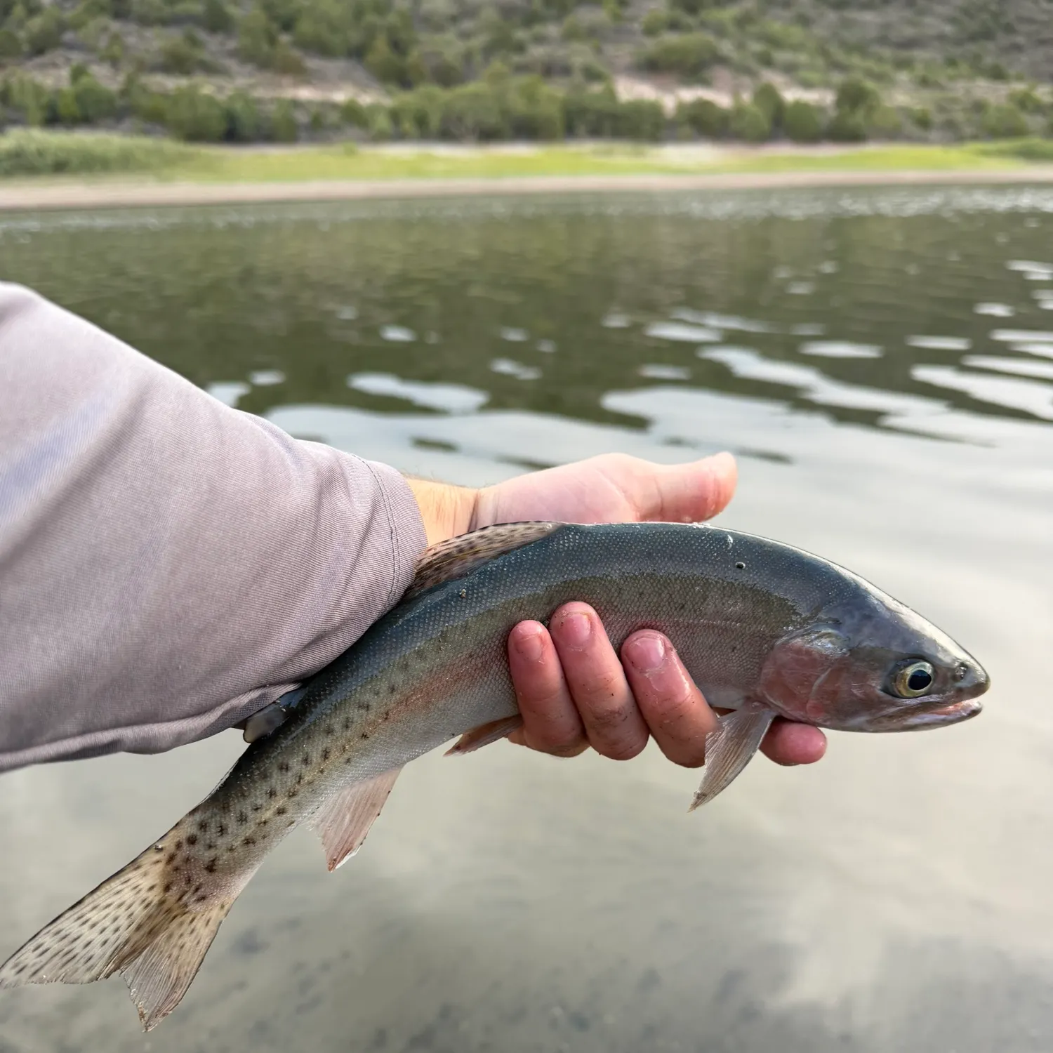 Rainbow trout caught on Fishbrain
