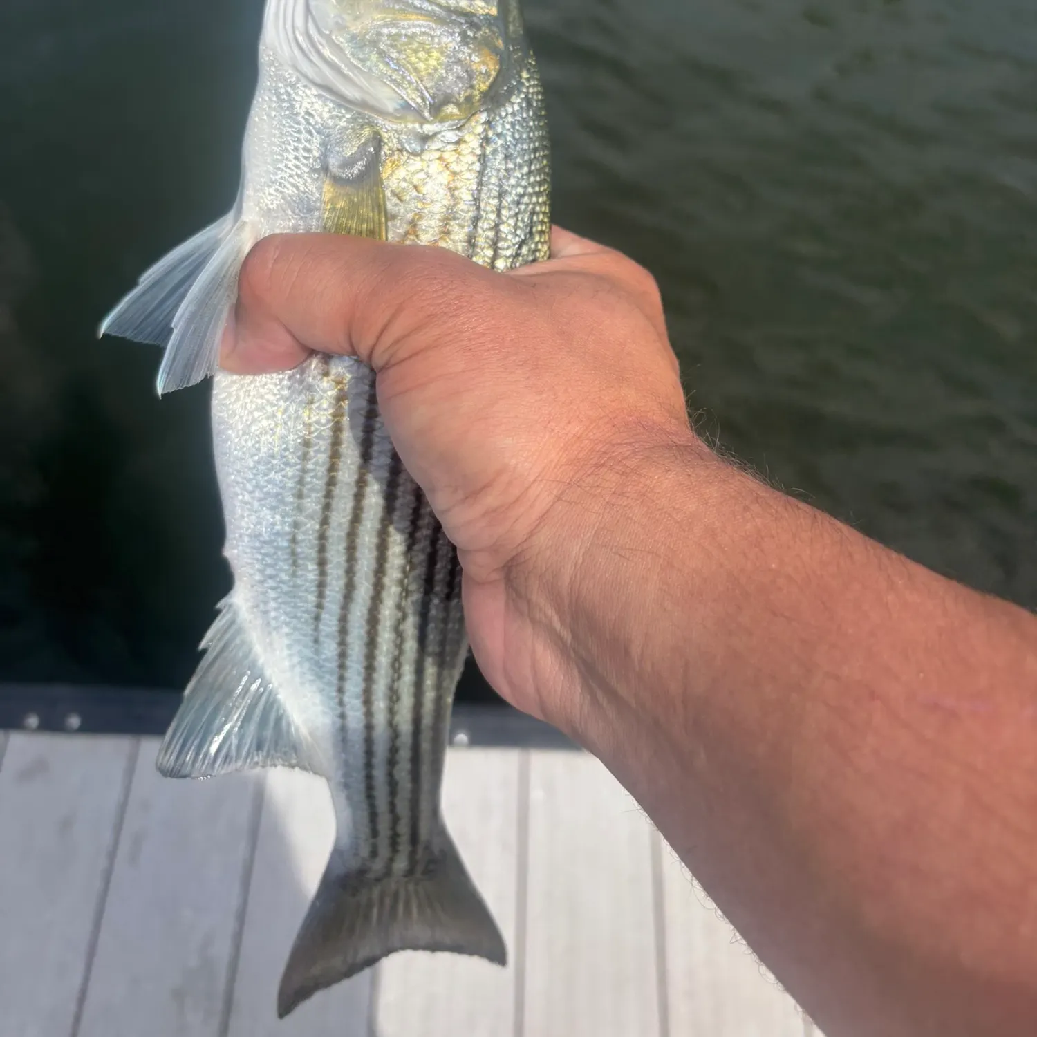 Striped bass caught on Fishbrain