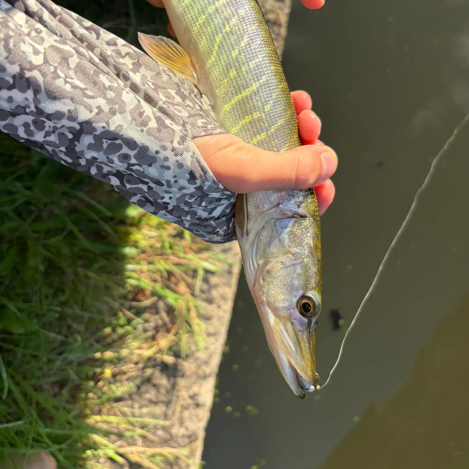 Northern pike caught on Fishbrain