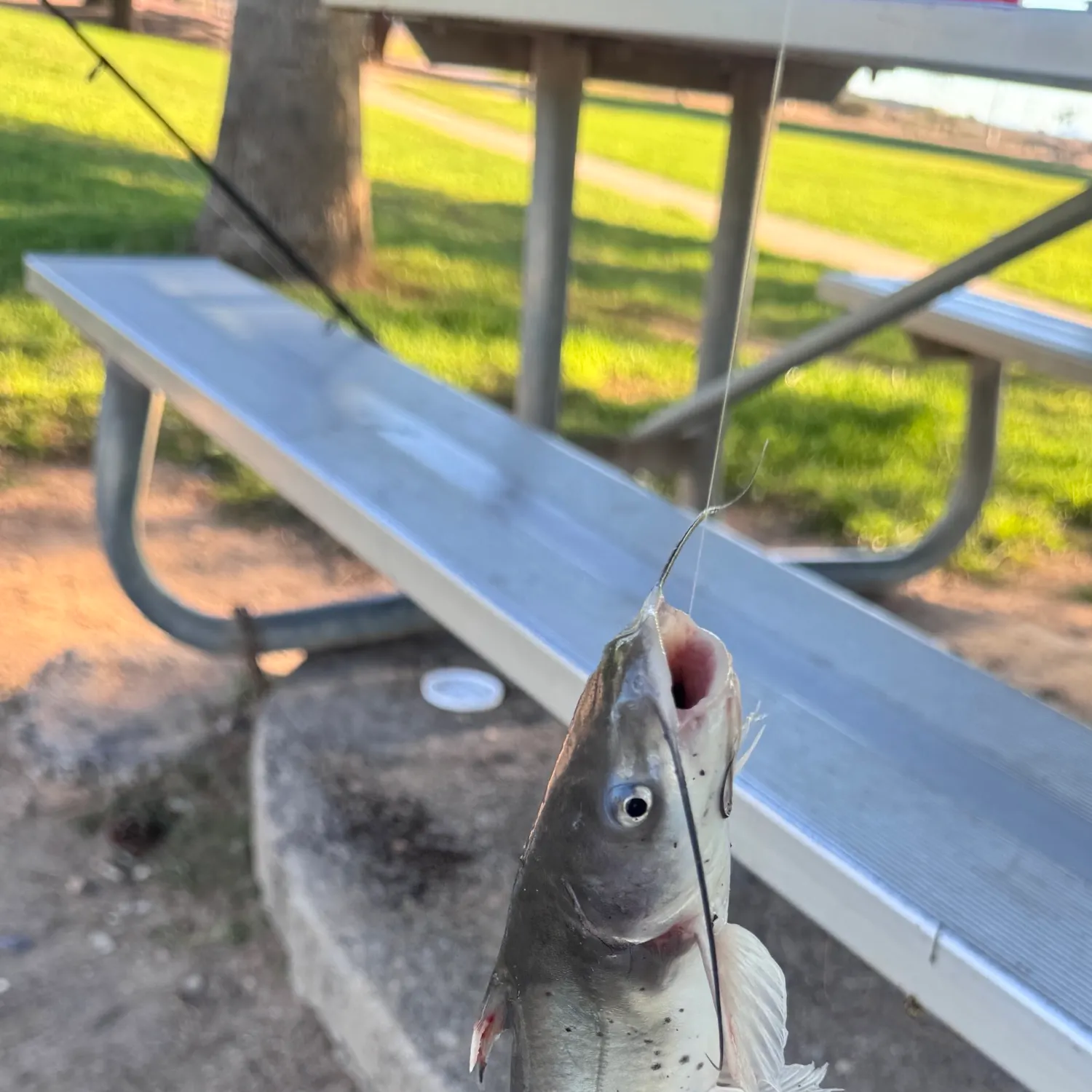 Channel catfish caught on Fishbrain