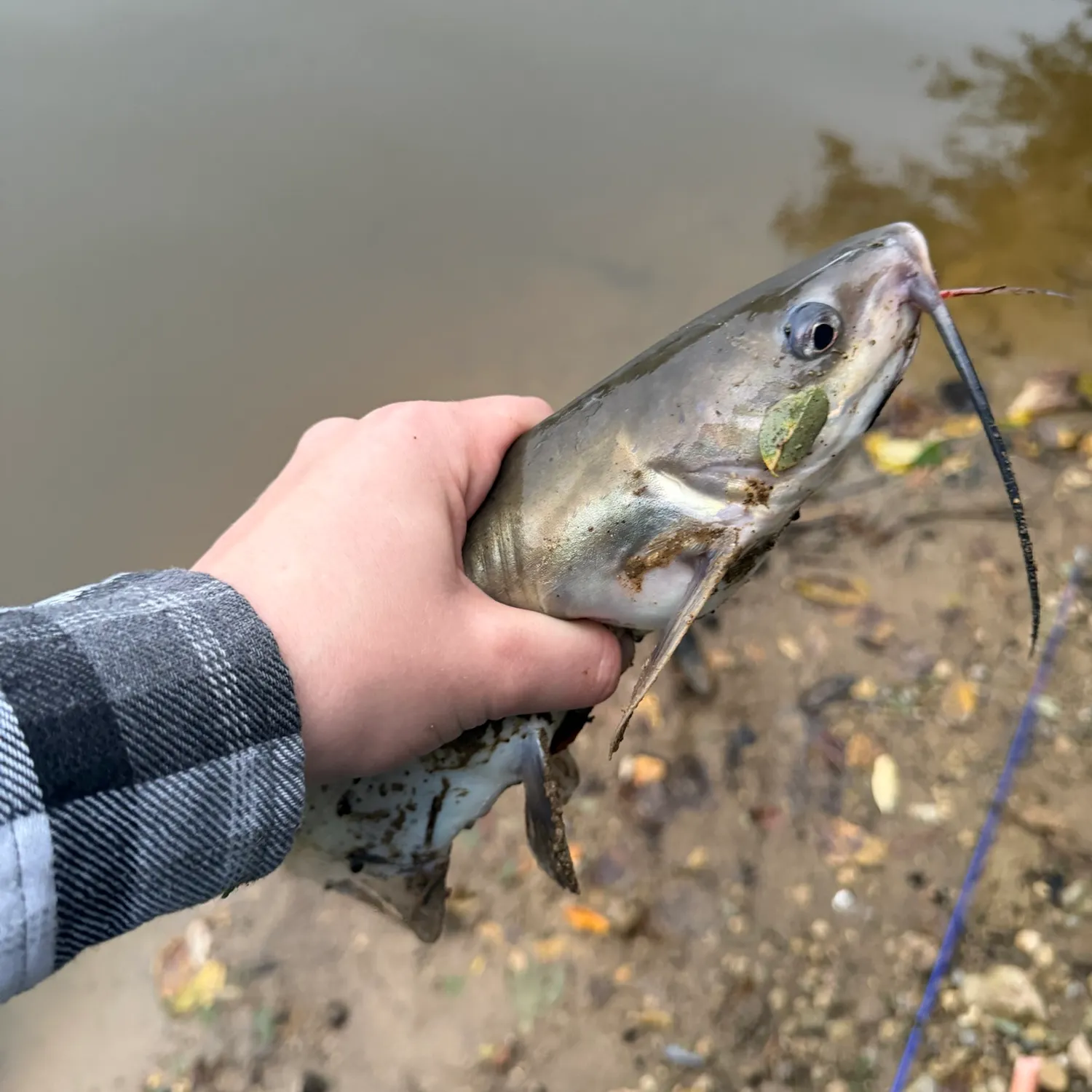 Channel catfish caught on Fishbrain