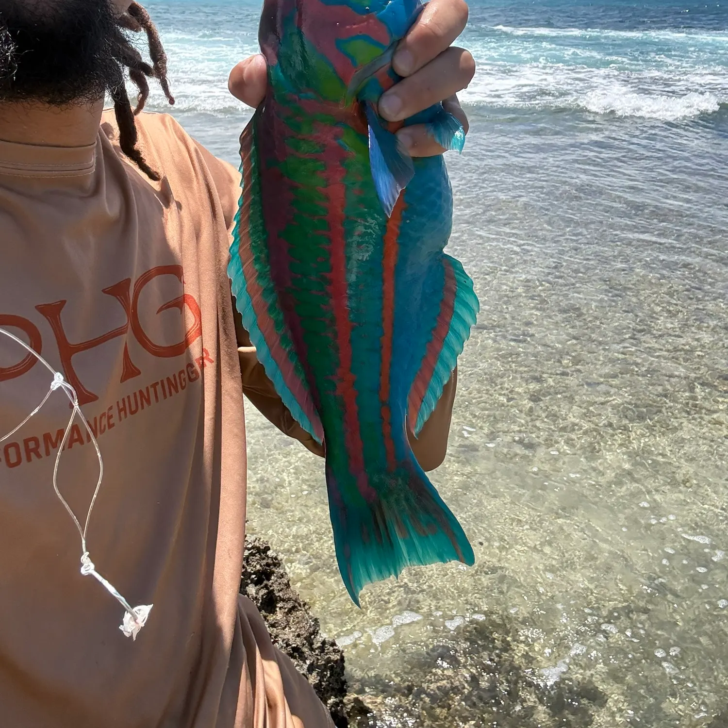 The most recent Surge wrasse catches on Fishbrain