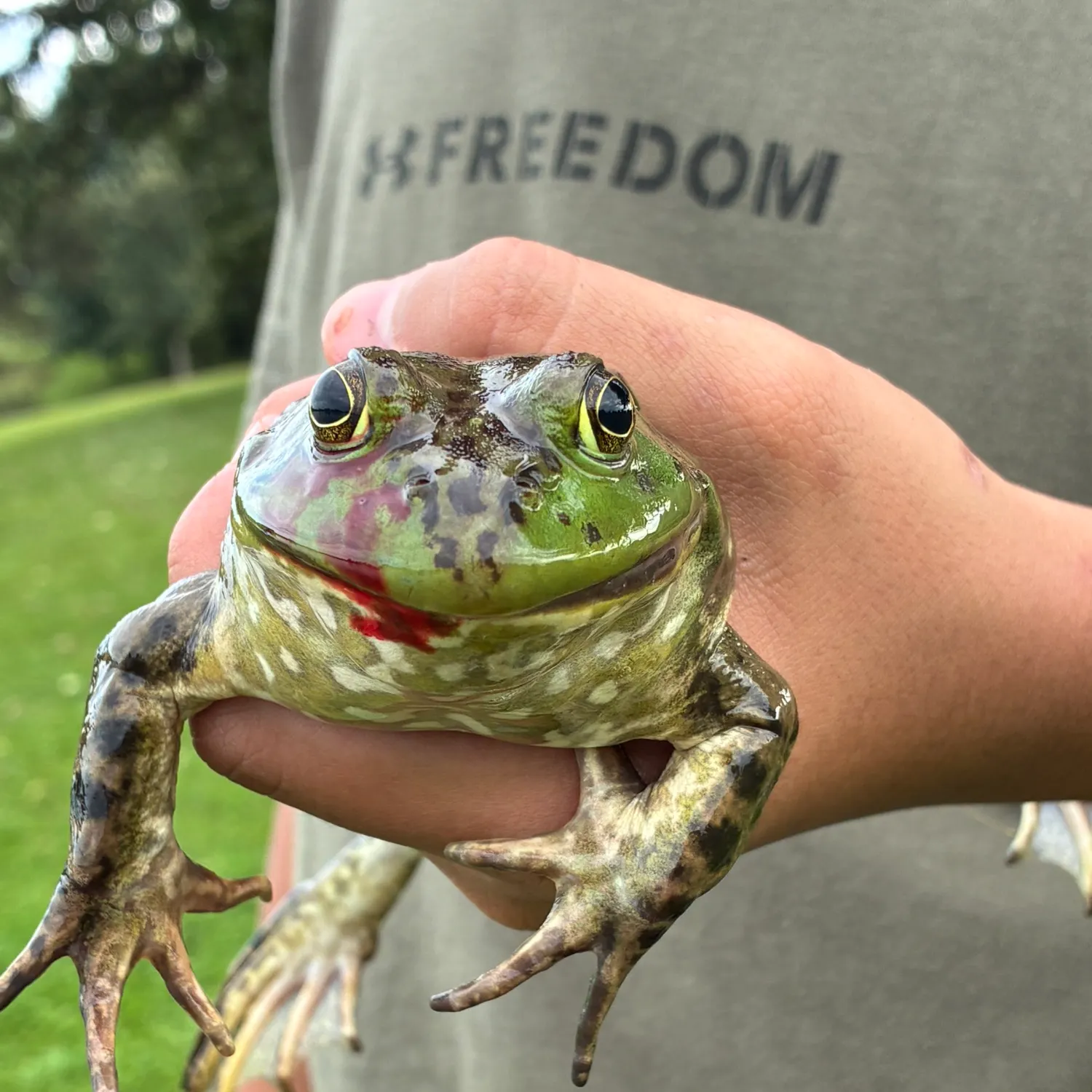 American bullfrog caught on Fishbrain
