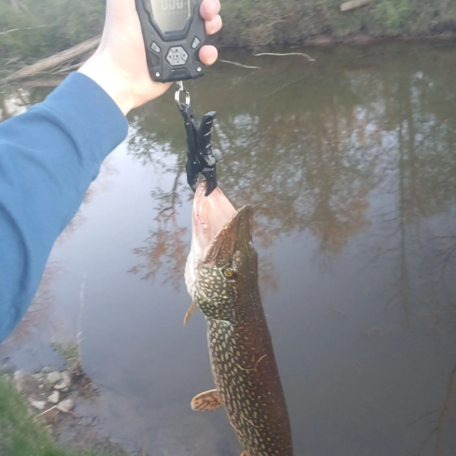 Northern pike caught on Fishbrain