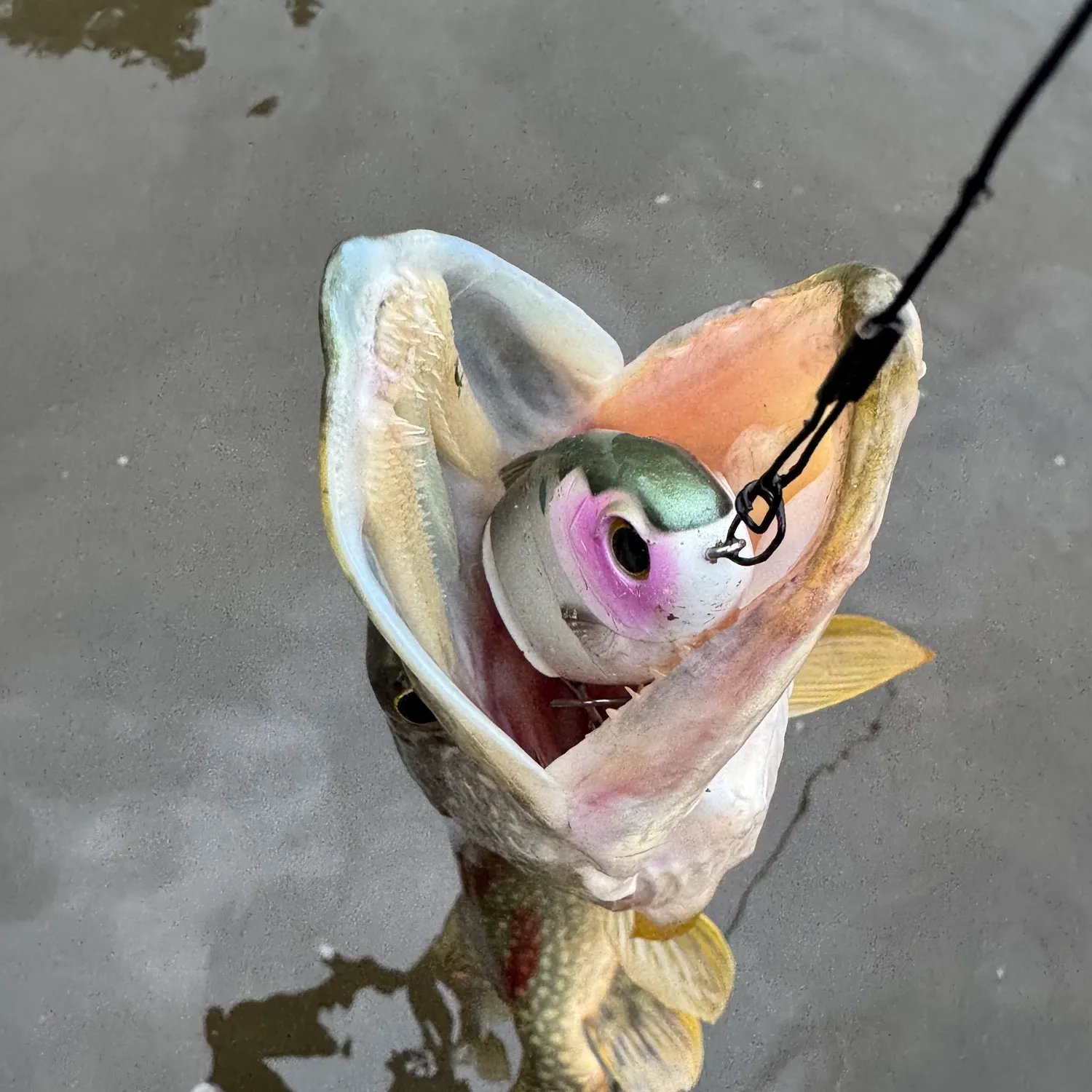 The most recent Northern pike catches on Fishbrain