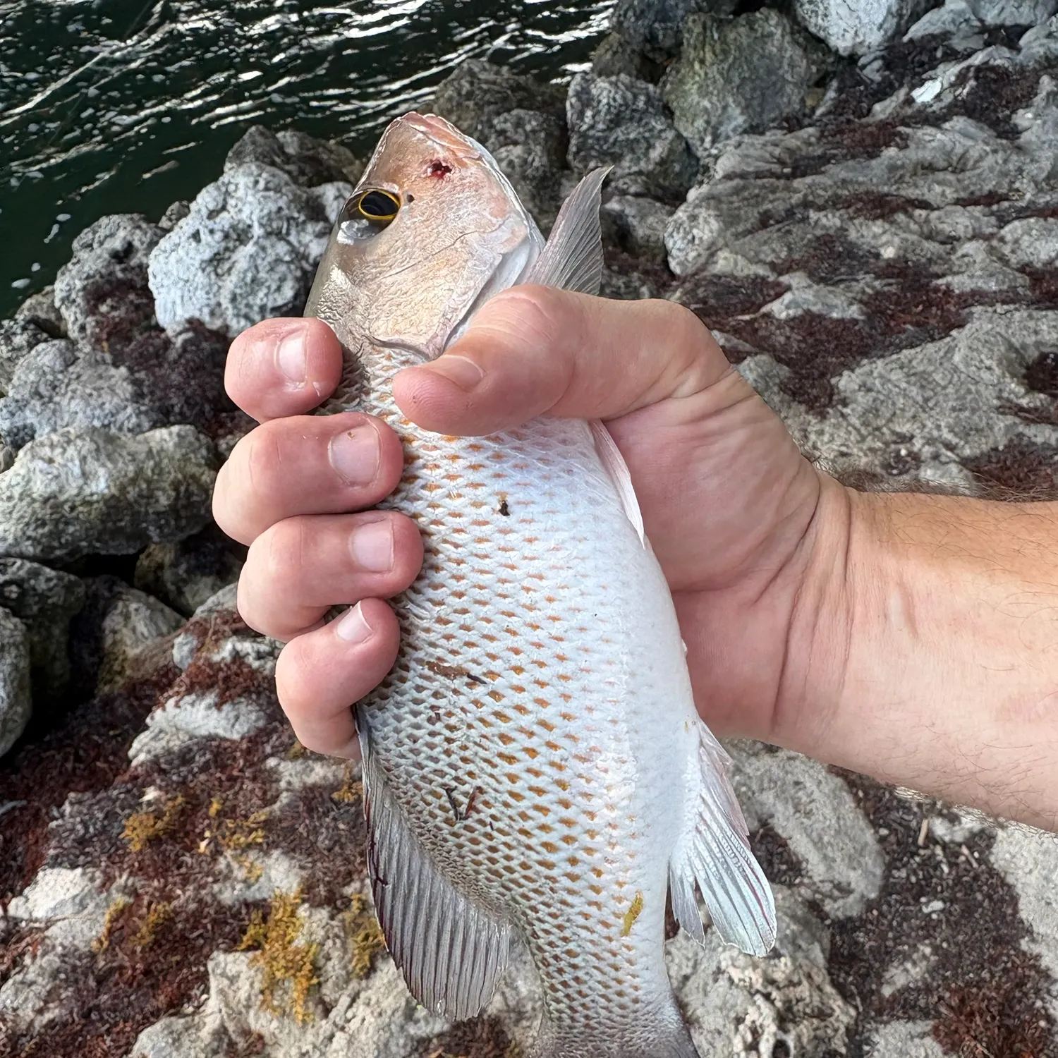 The most recent Mangrove snapper catches on Fishbrain