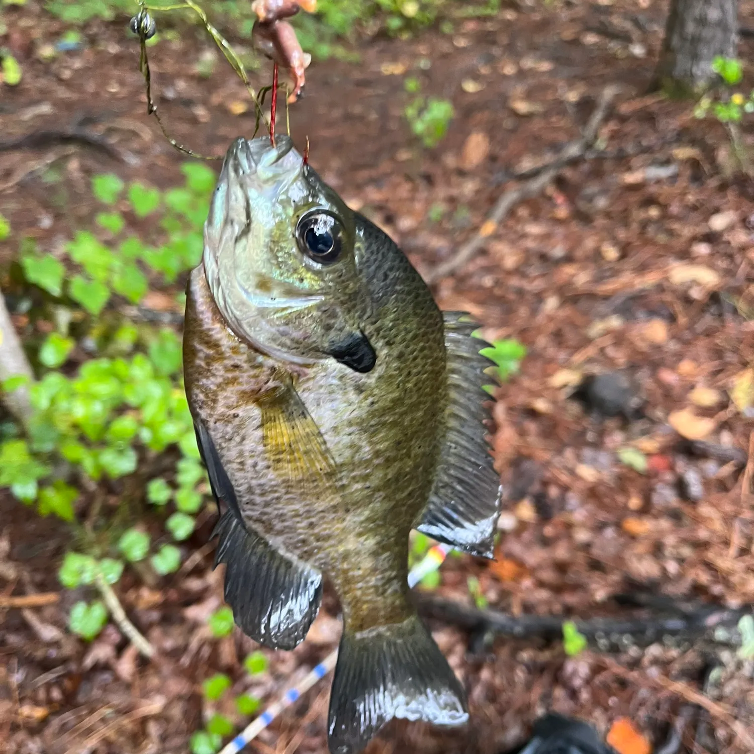 Bluegill caught on Fishbrain