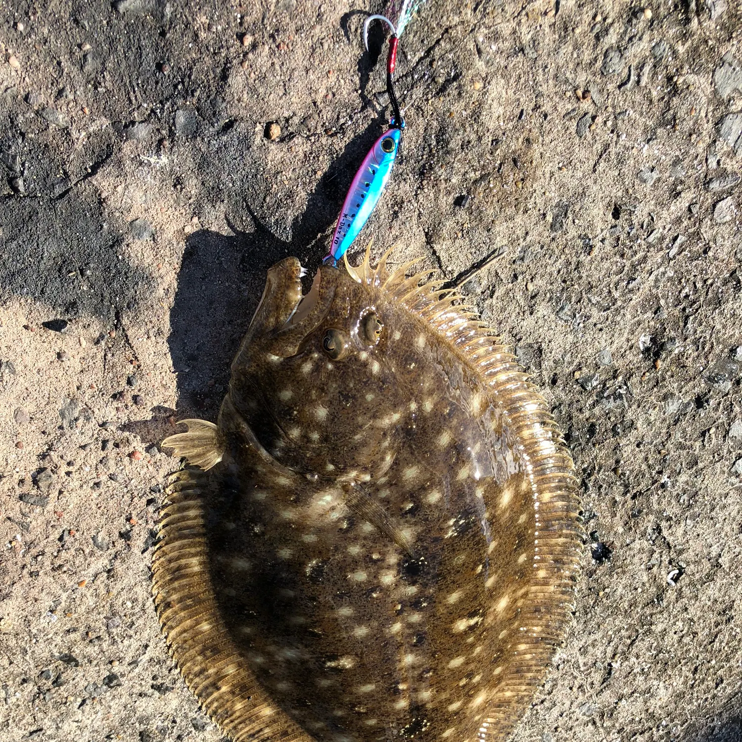 The most recent Largetooth flounder catches on Fishbrain