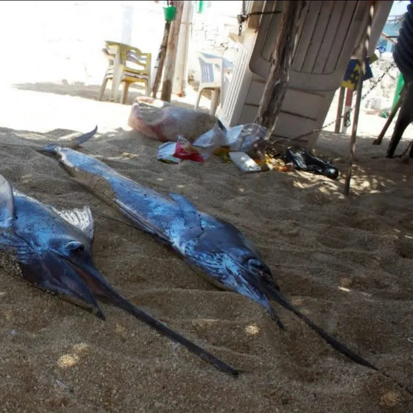 The most recent Indo-Pacific sailfish catches on Fishbrain