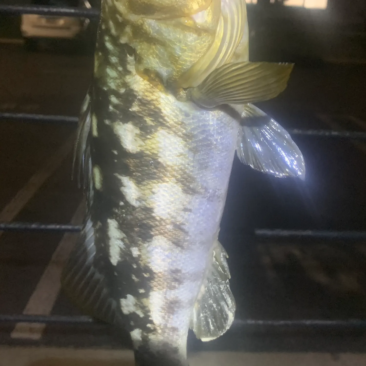 The most recent Kelp bass catches on Fishbrain