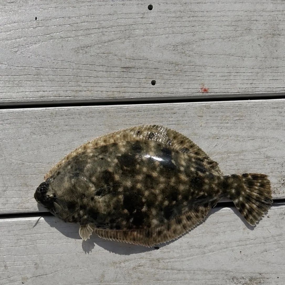 The most recent Southern flounder catches on Fishbrain