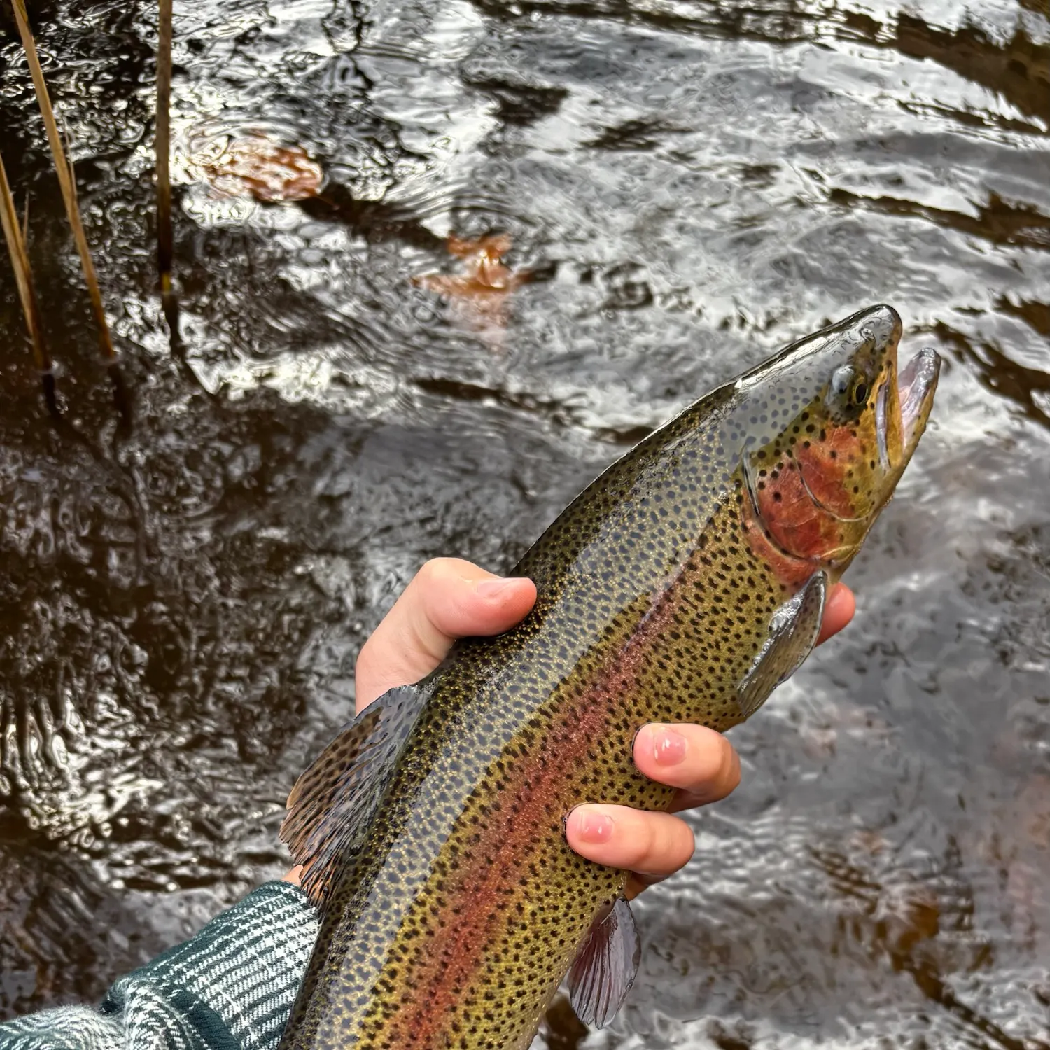 Rainbow trout caught on Fishbrain