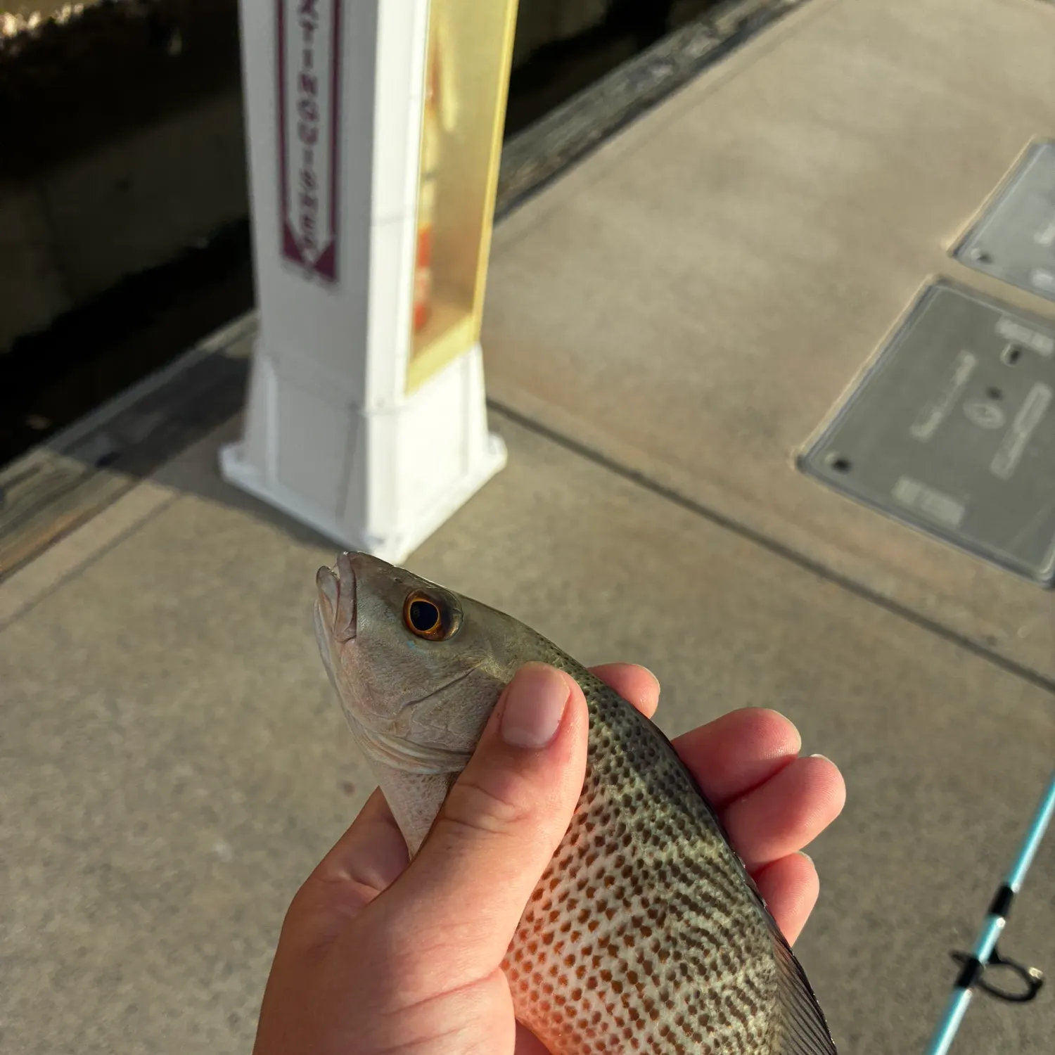 Mangrove snapper caught on Fishbrain