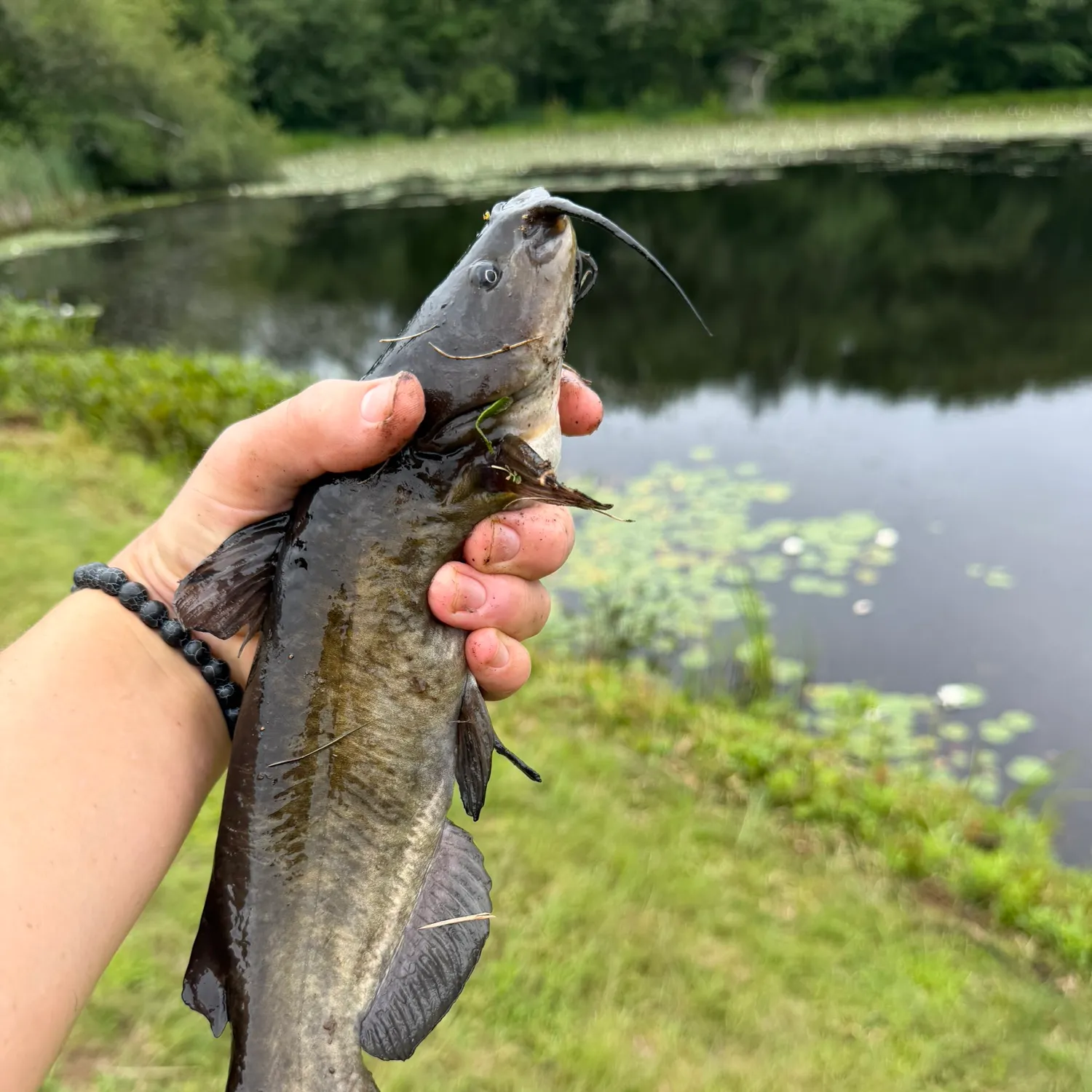 Black bullhead caught on Fishbrain