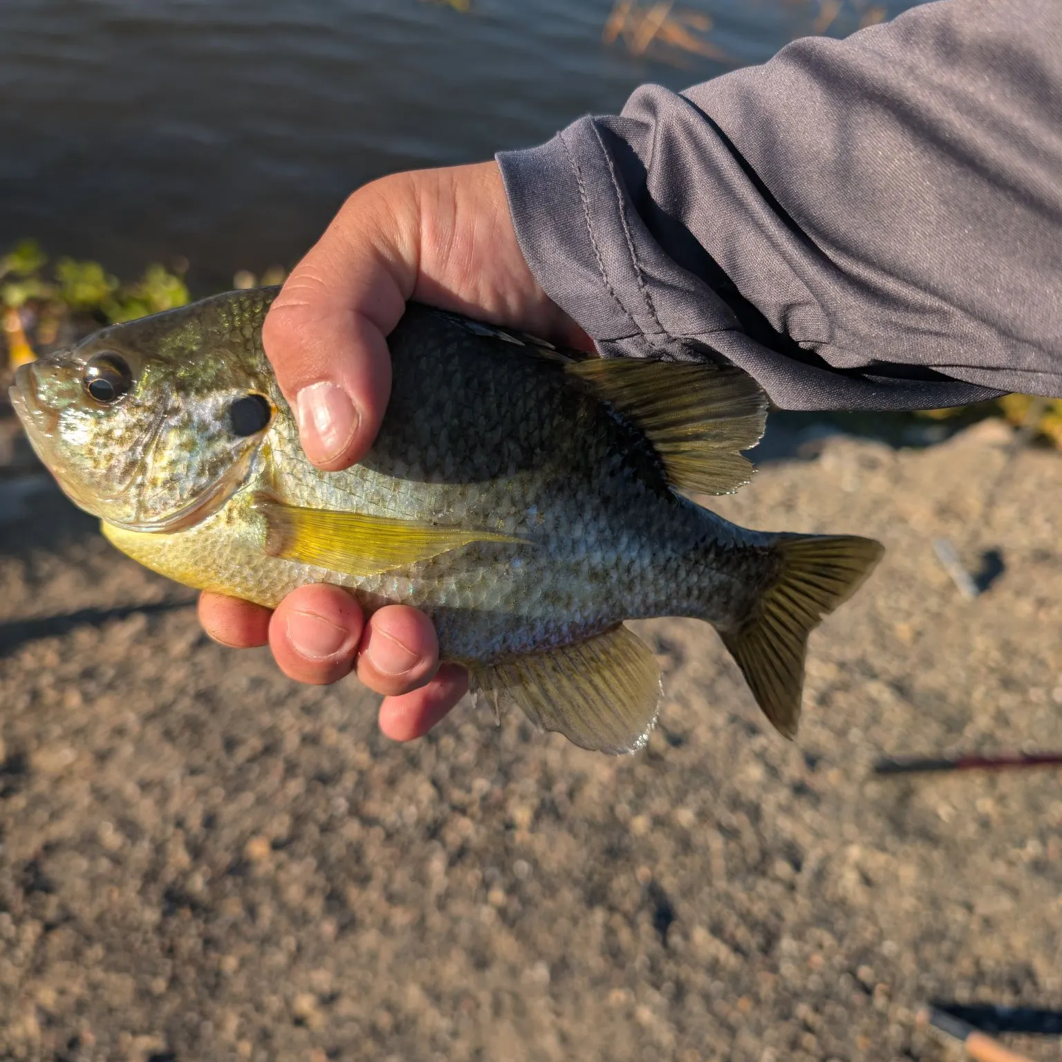 Bluegill caught on Fishbrain