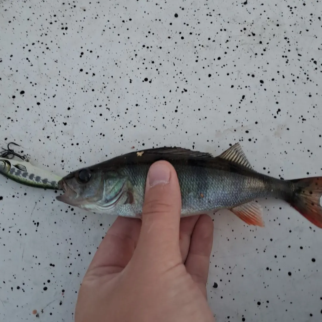 European perch caught on Fishbrain