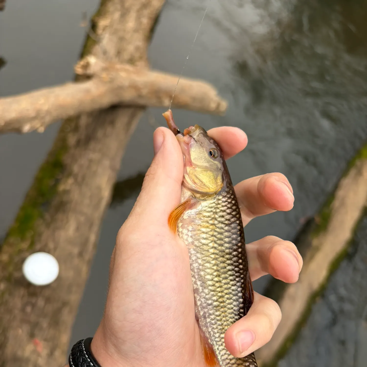 The most recent Striped shiner catches on Fishbrain