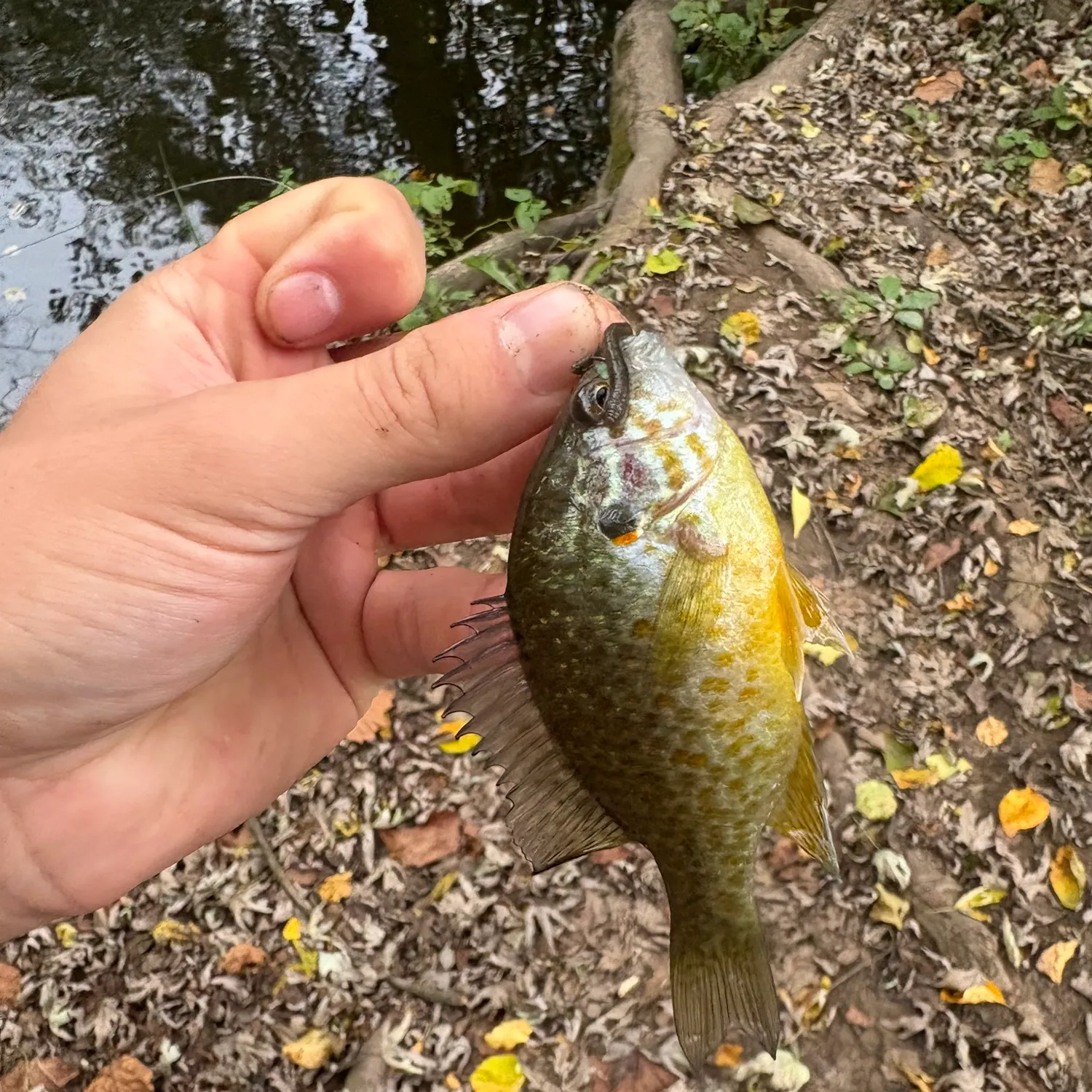 Pumpkinseed caught on Fishbrain