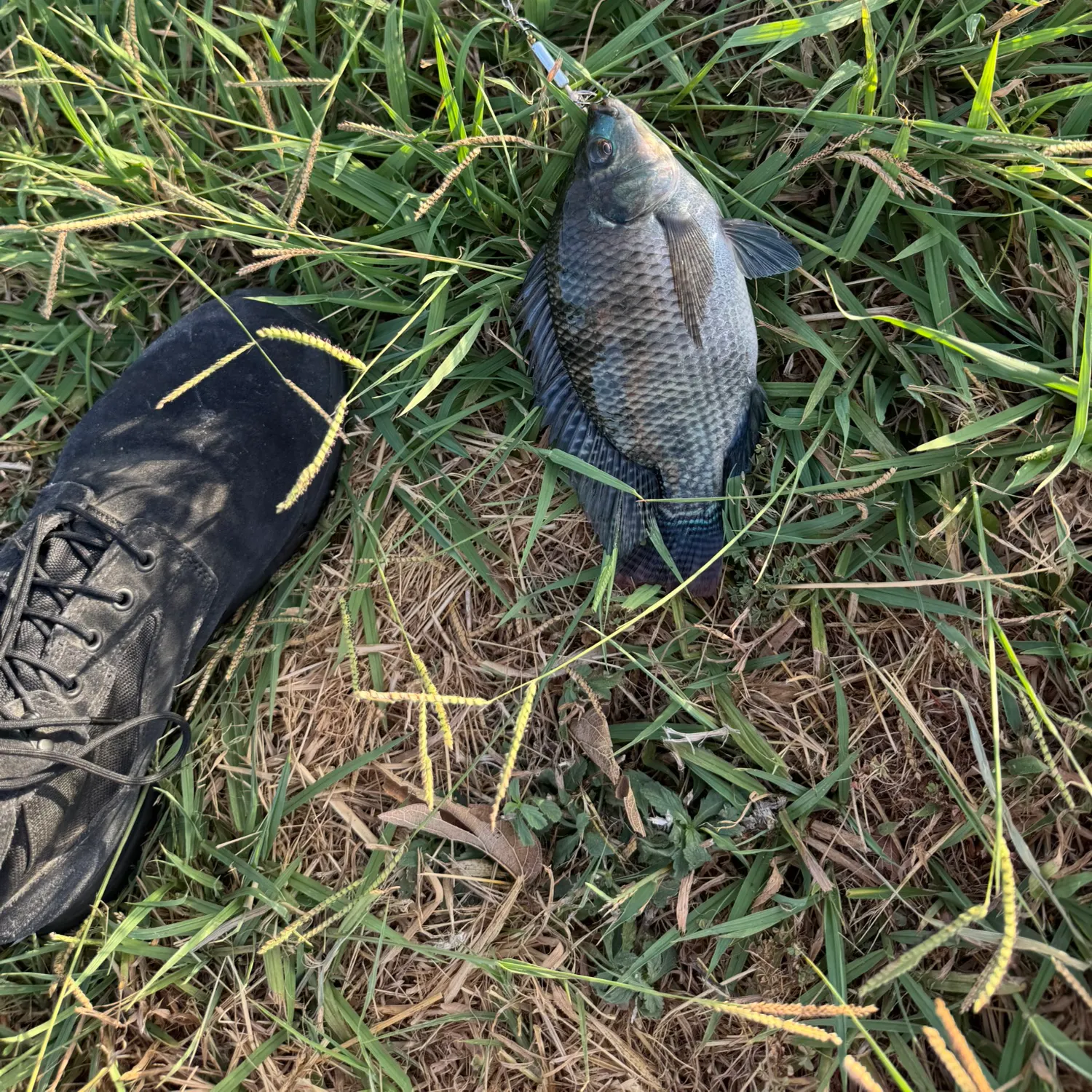 Blue tilapia caught on Fishbrain