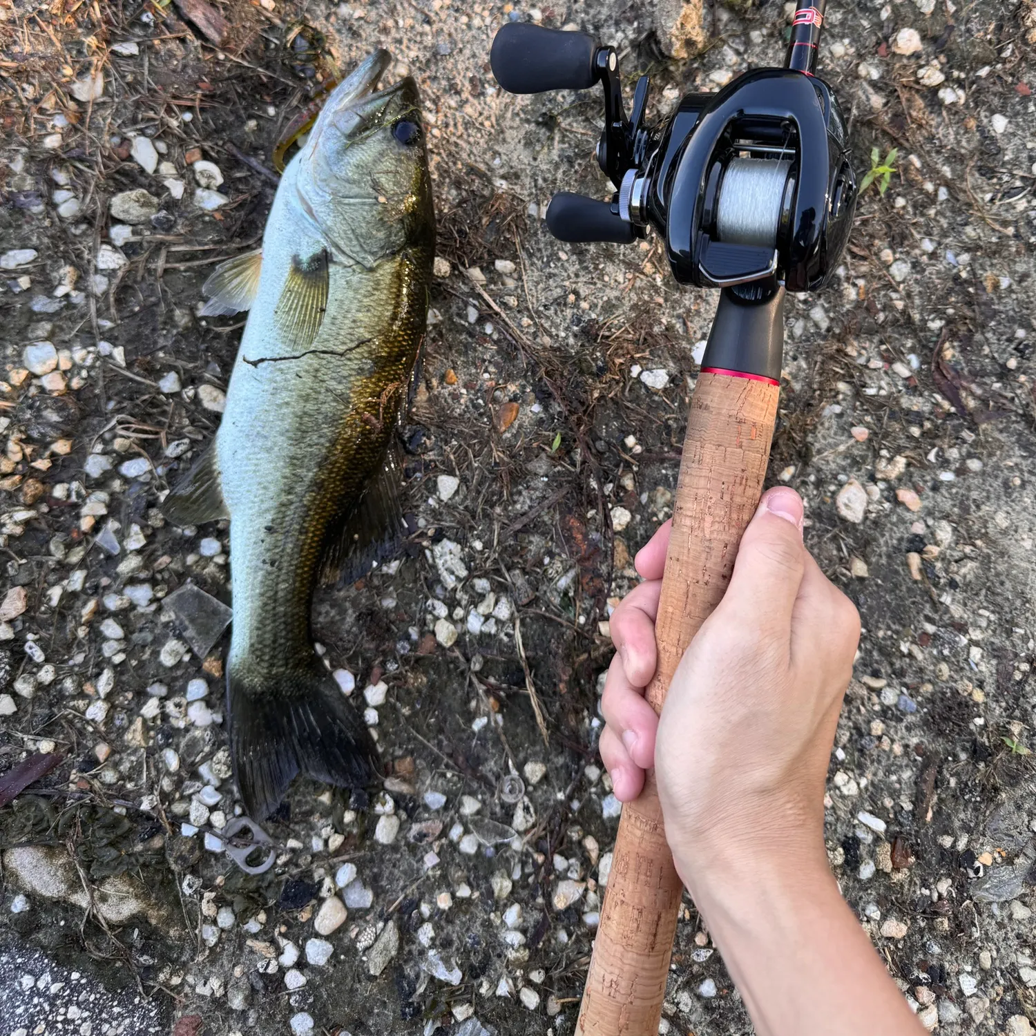 Largemouth bass caught on Fishbrain