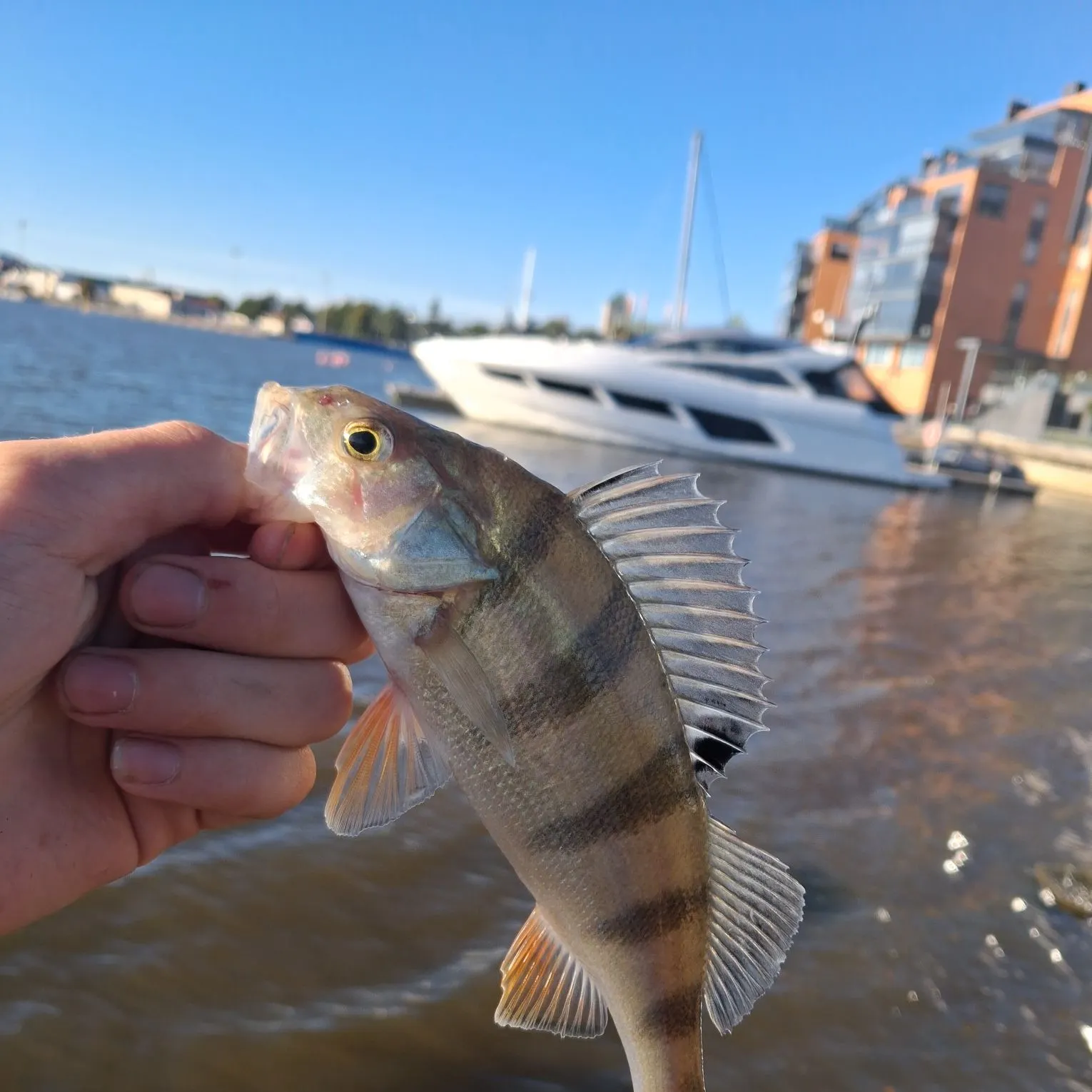 European perch caught on Fishbrain
