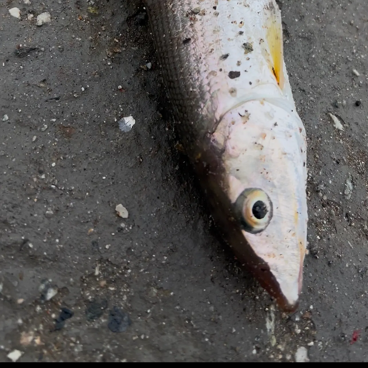 The most recent Cortez bonefish catches on Fishbrain