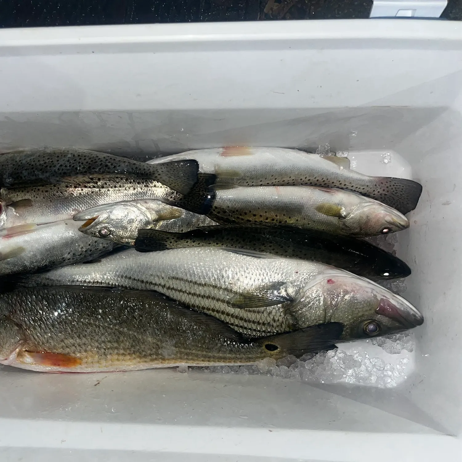 Spotted seatrout caught on Fishbrain