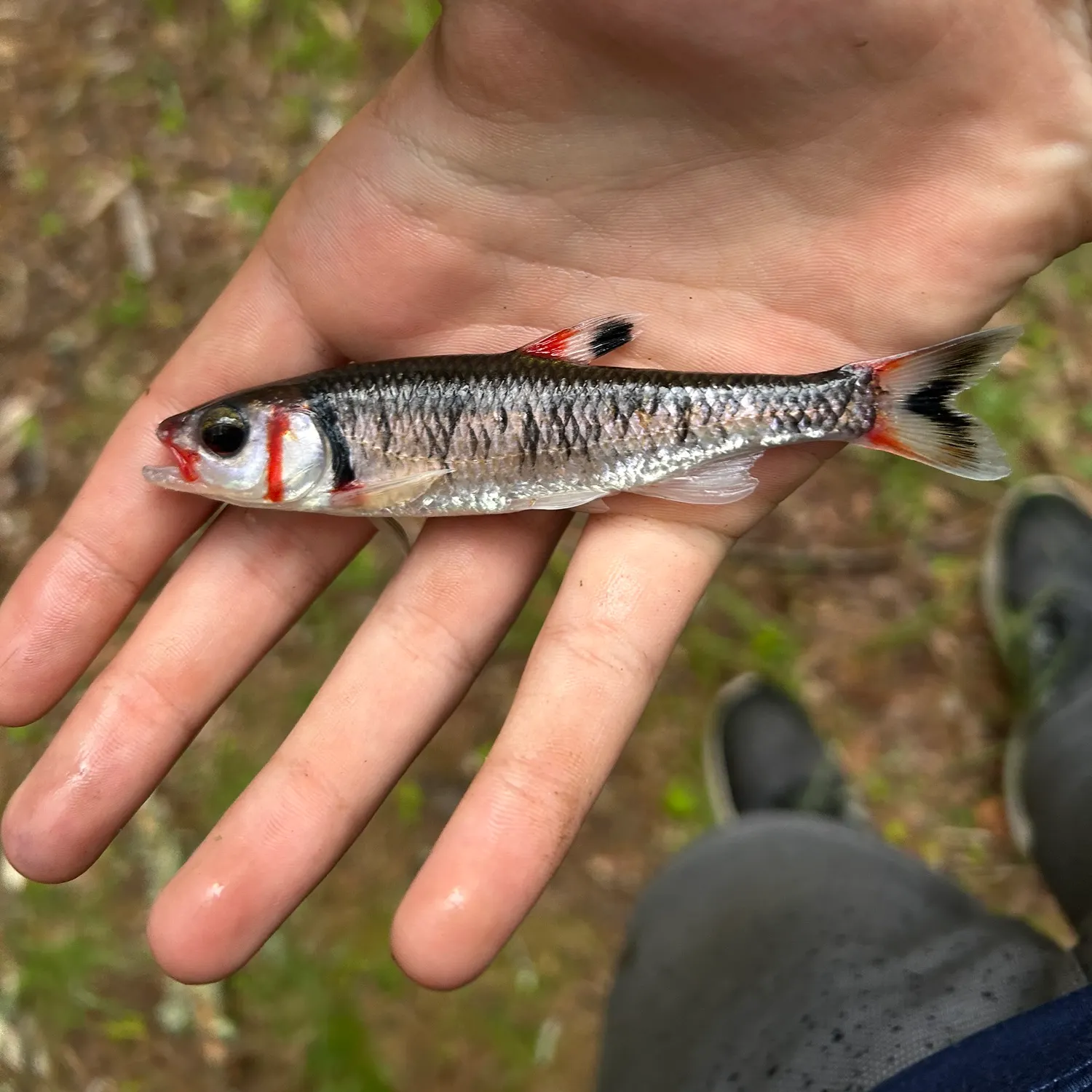 The most recent Warpaint shiner catches on Fishbrain