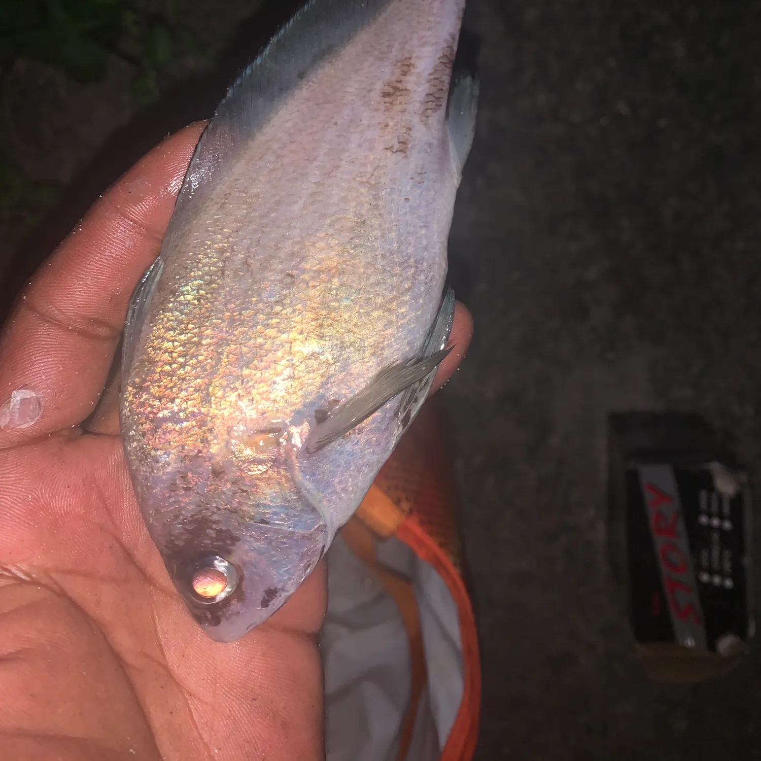 The most recent White croaker catches on Fishbrain