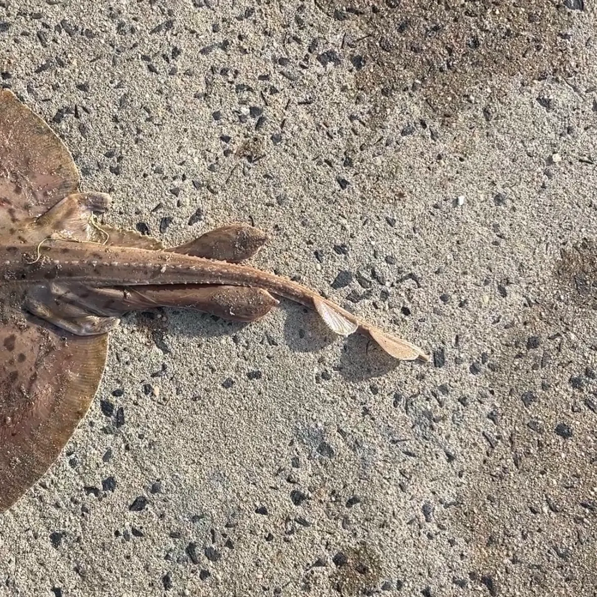 Clearnose skate caught on Fishbrain