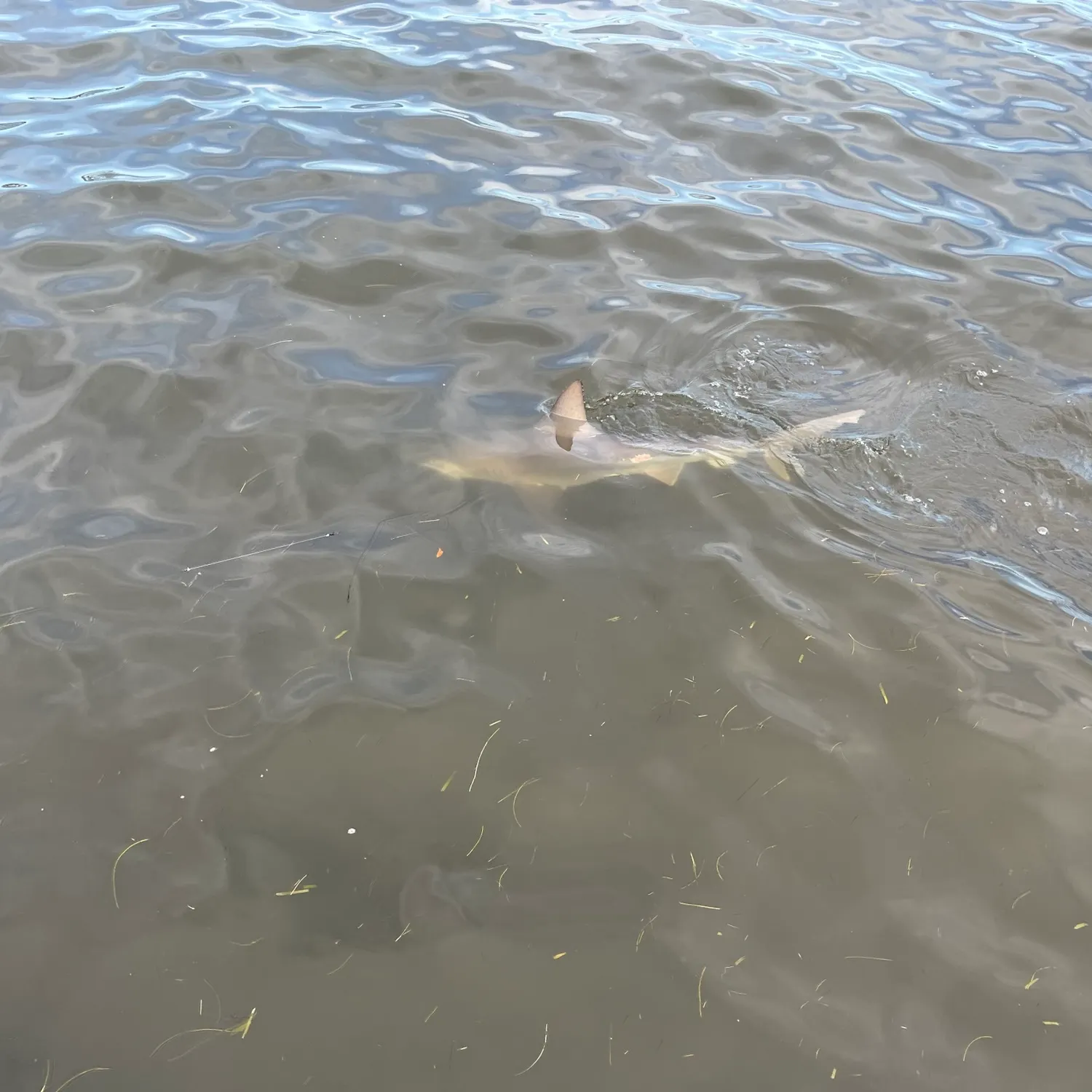 The most recent Bull shark catches on Fishbrain