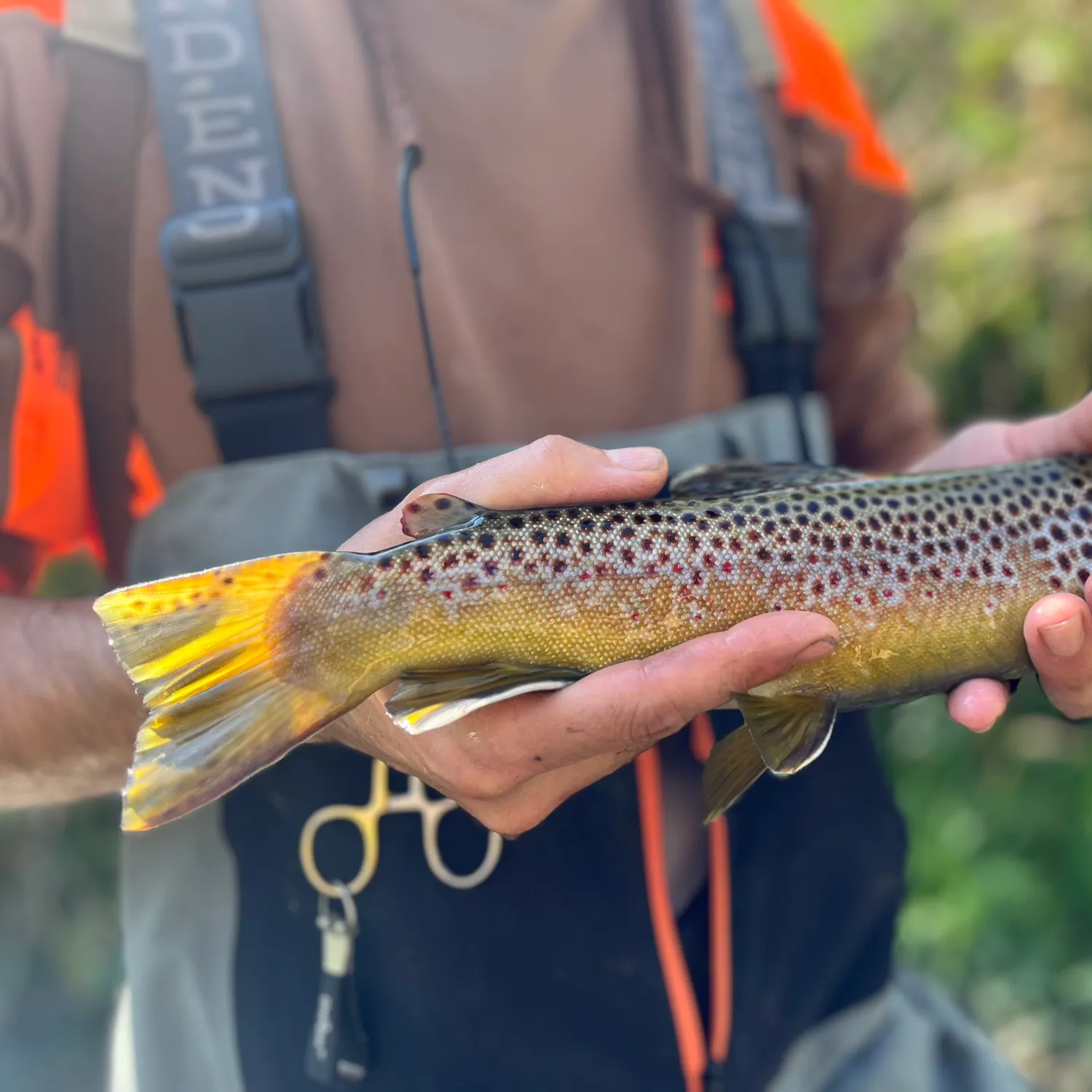 Brown trout caught on Fishbrain