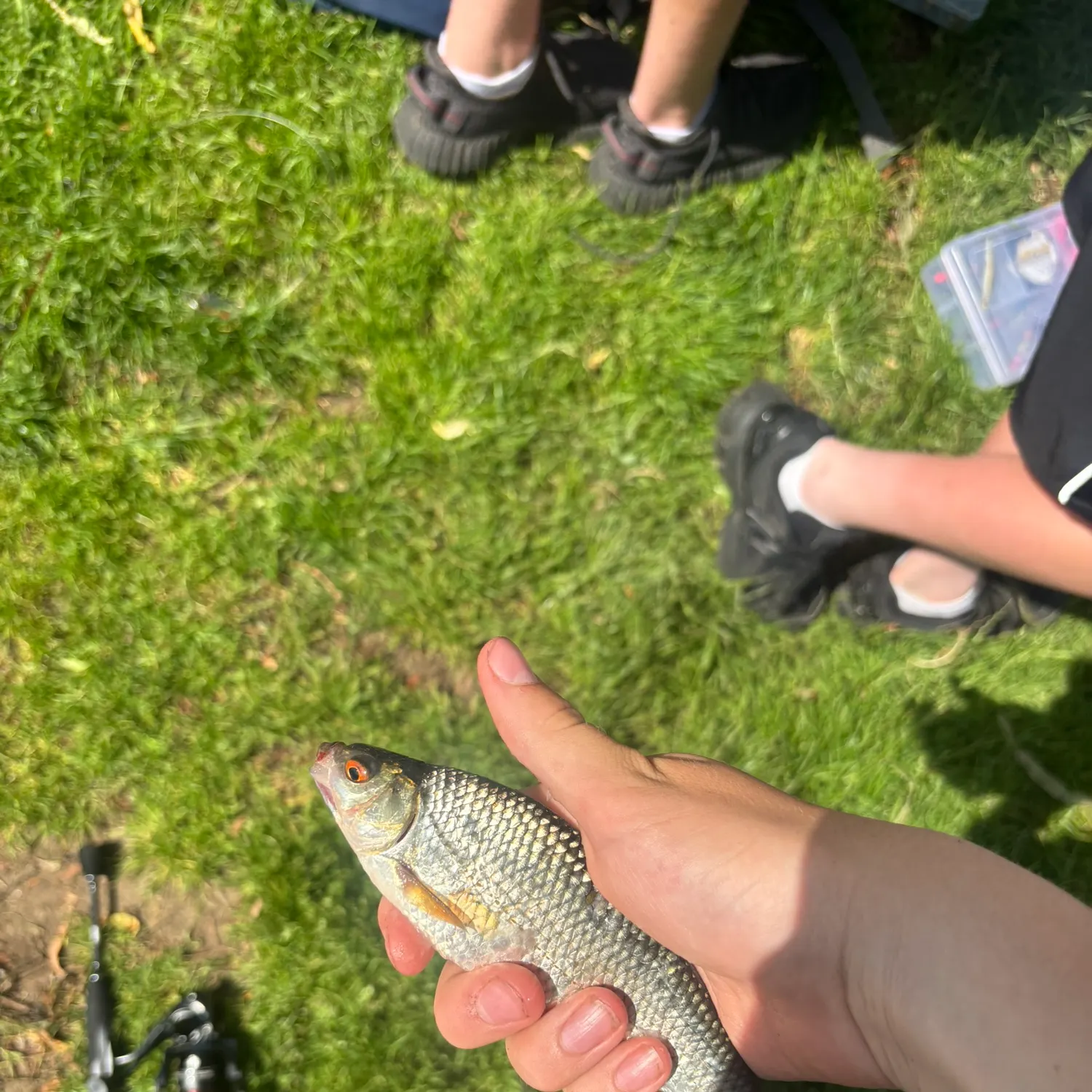 The most recent Common roach catches on Fishbrain