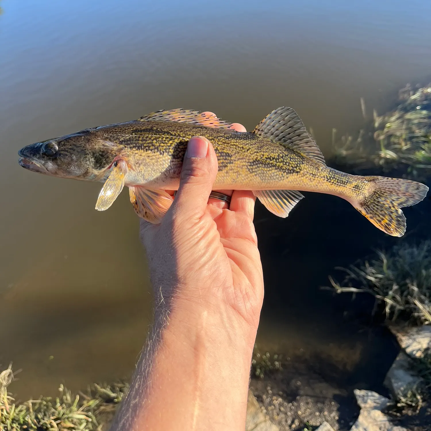 The most recent Sauger catches on Fishbrain