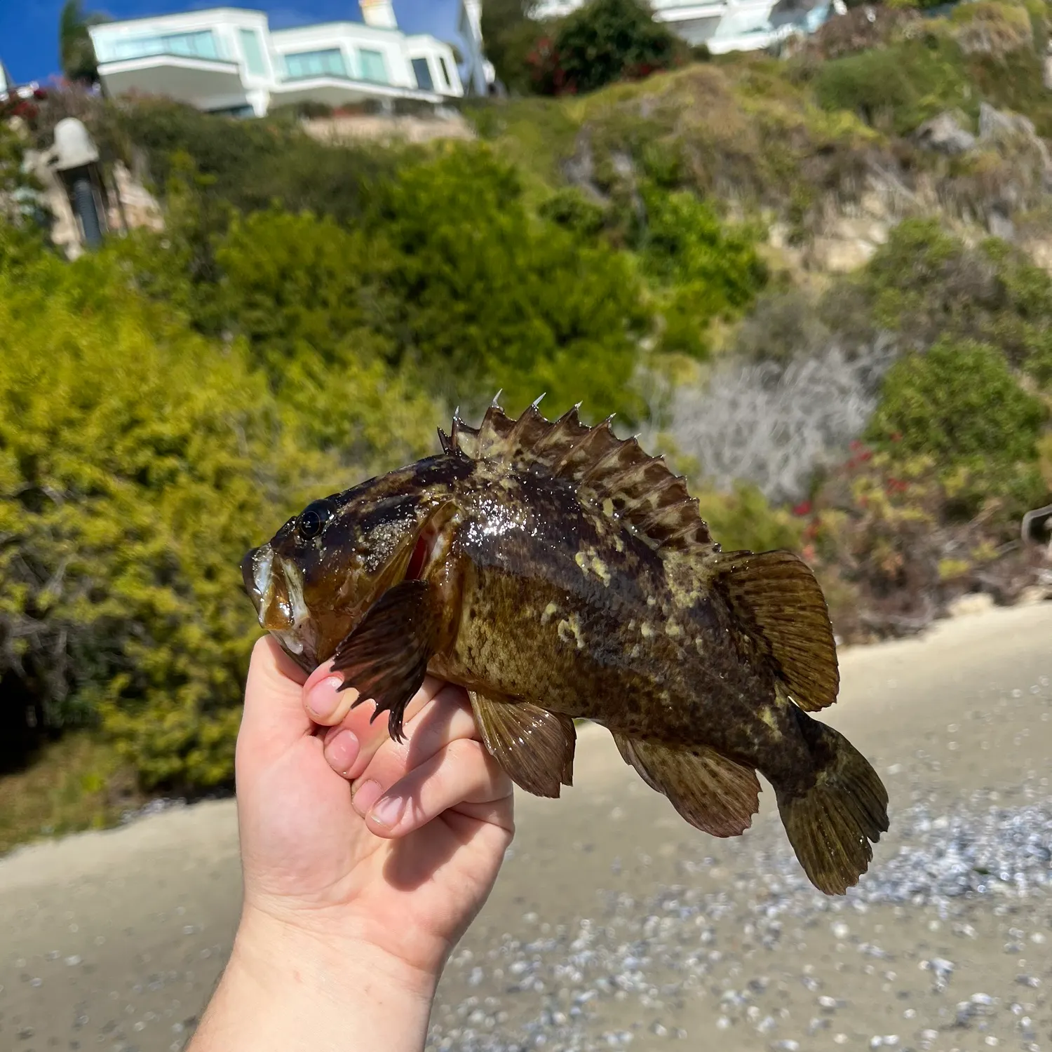 The most recent Grass rockfish catches on Fishbrain