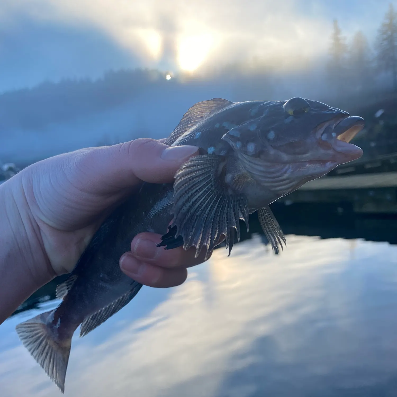 The most recent Kelp greenling catches on Fishbrain